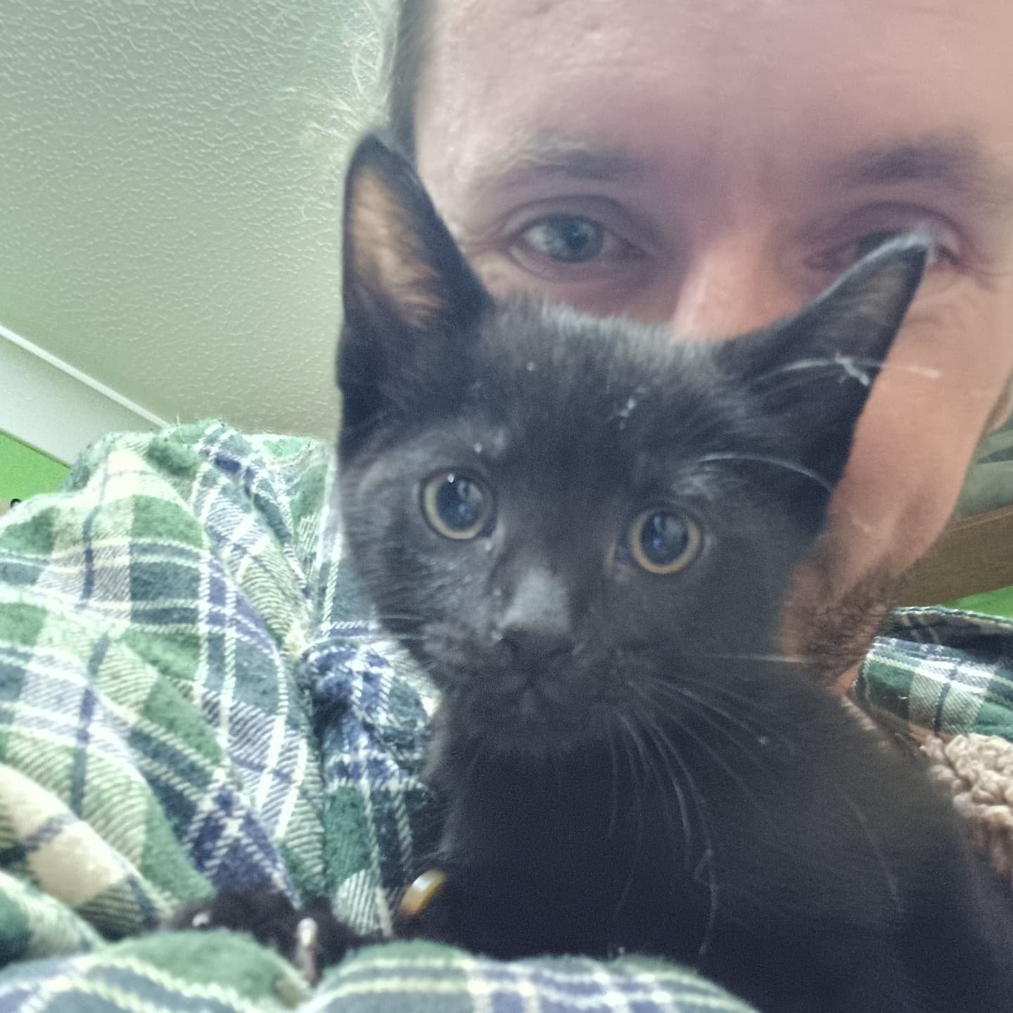 Oh my goodness! We have a little kitten!!! 😍😍 Everyone meet Frank! He's 9 weeks old and so tiny! He's currently getting Jacket snuggles, expect lots of daily updates!! 😽😽 
.
.
.
.
#kitten #blackkitten #kittens #campkitten #catsofinstagram #little