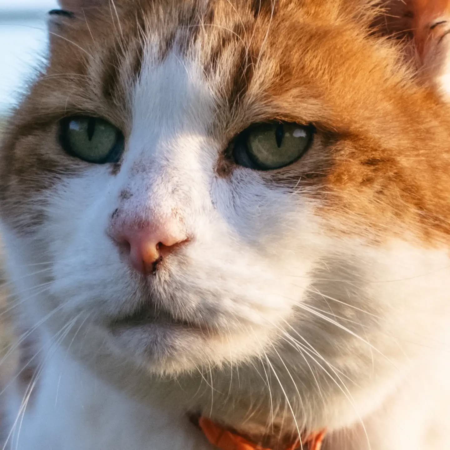 It's with a really heavy heart we had to say goodbye to our beautiful Toby 💔 I am so upset about this and its going to take a while to get over. He really was a wonderful cat and will be sorely missed. 
The campsite will never be the same without hi