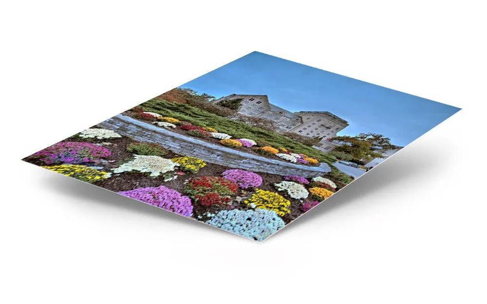 IU Indiana Memorial Union Mums ChromaLuxe® Aluminum Metal Print