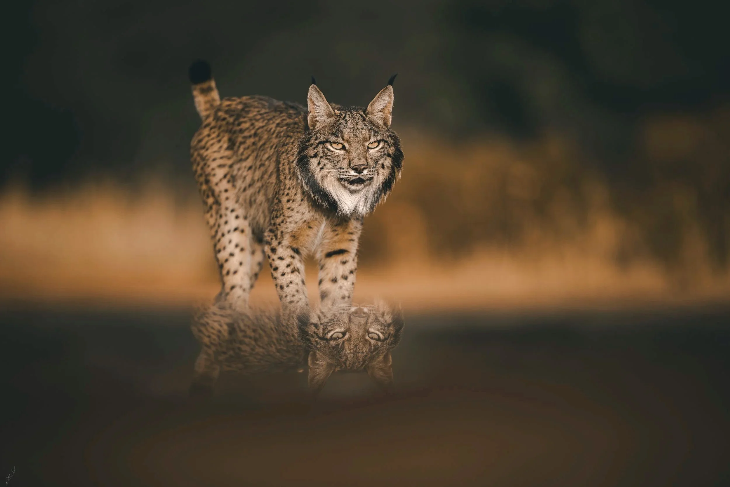 Iberian lynx walking through golden grass, Andalucía