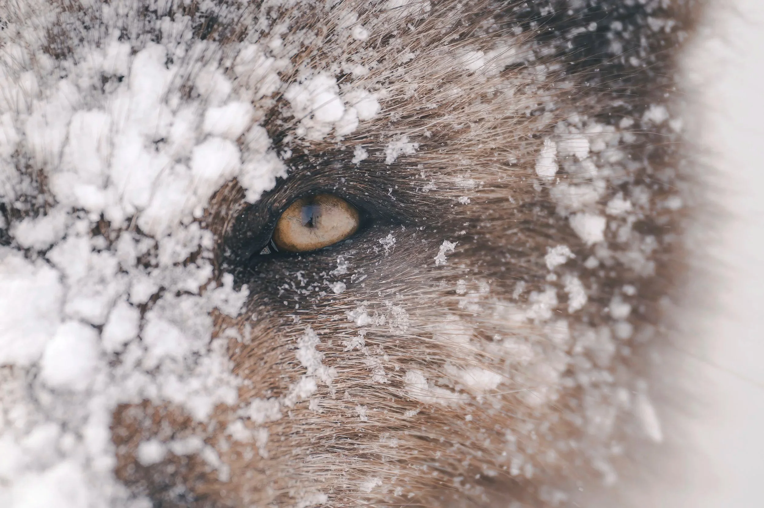 Close-up of an Arctic fox's eye with snow in its fur, Hornstrandir, Iceland