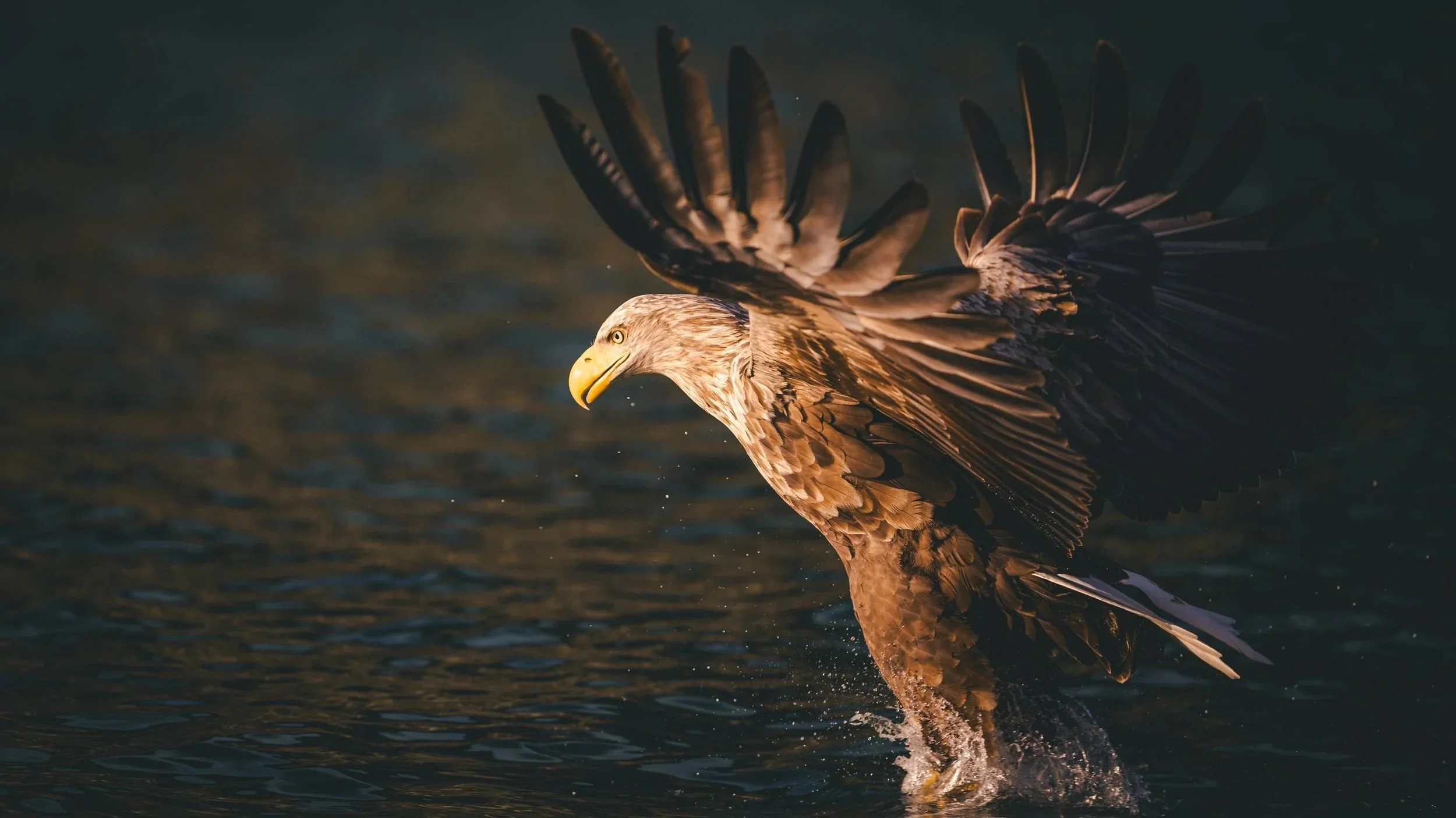 White-tailed eagle reaching for a fish, Portree, Isle of Skye