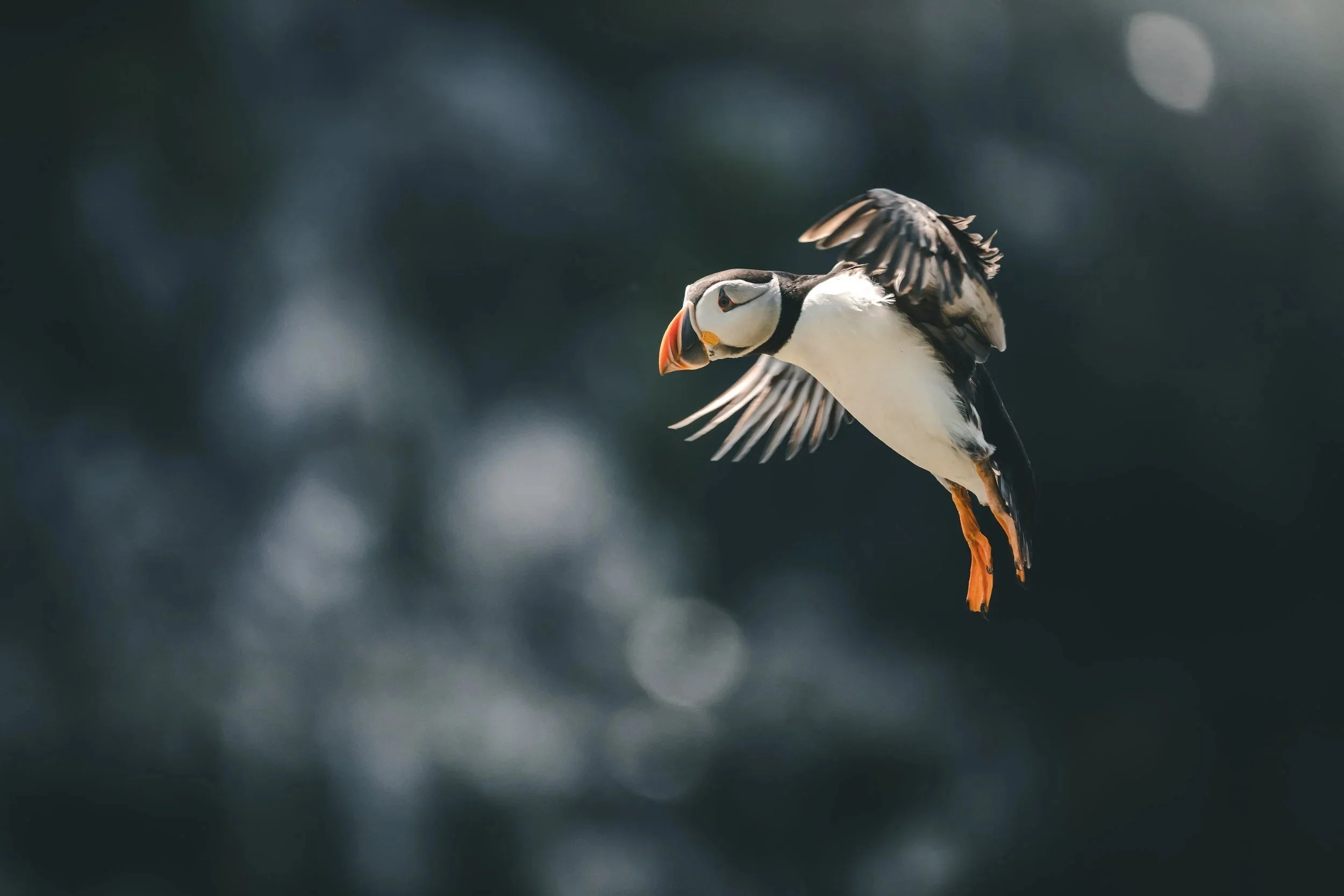 Atlantic puffin in flight, Skomer