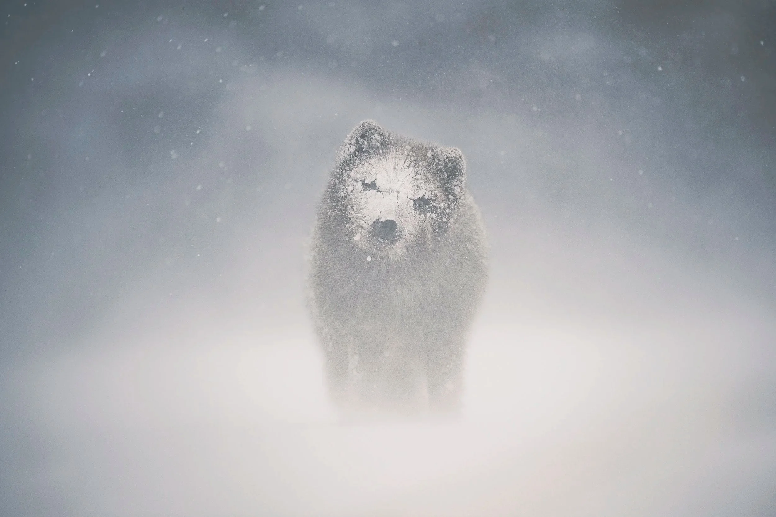 Arctic fox emerging through a snowstorm, Hornstrandir, Iceland