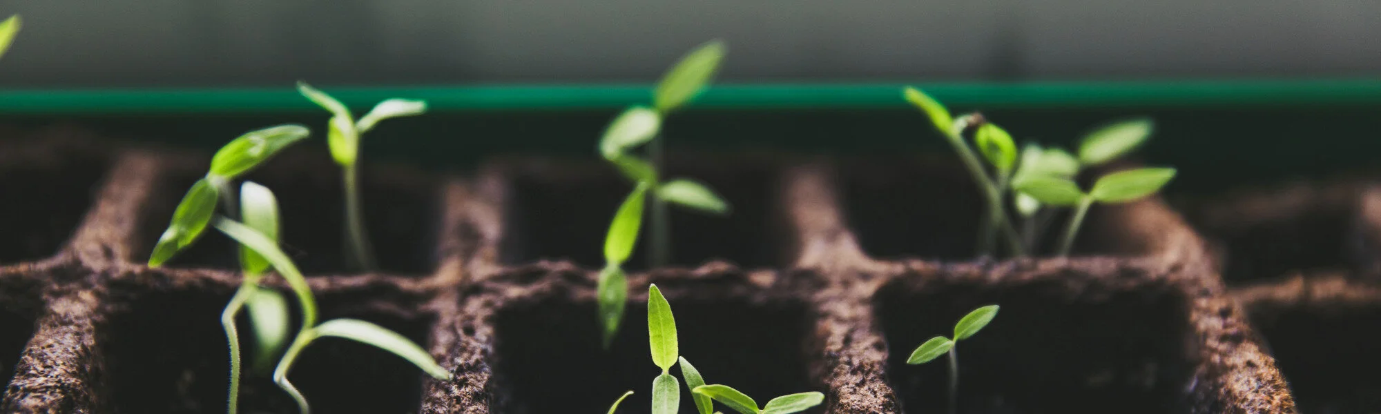Seedlings wide .jpg