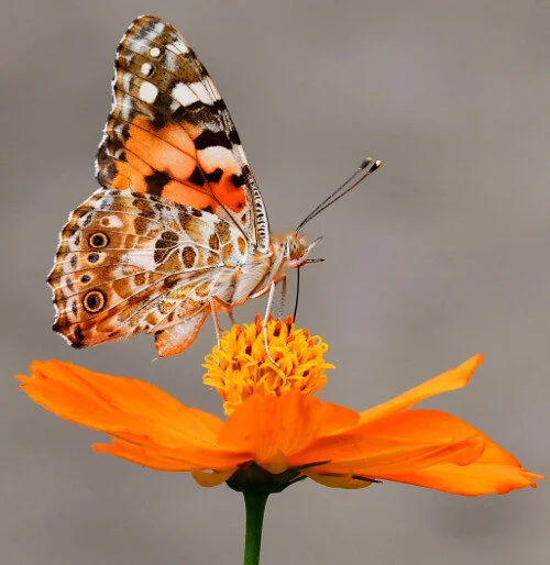 Easter: From Grief to Joy to Action – John 20:1-18