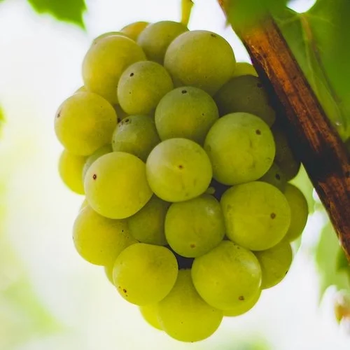John 15 – Vine & Branches