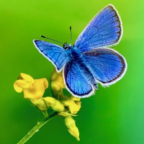 Easter – The Promise of New Life – Luke 24:1-12