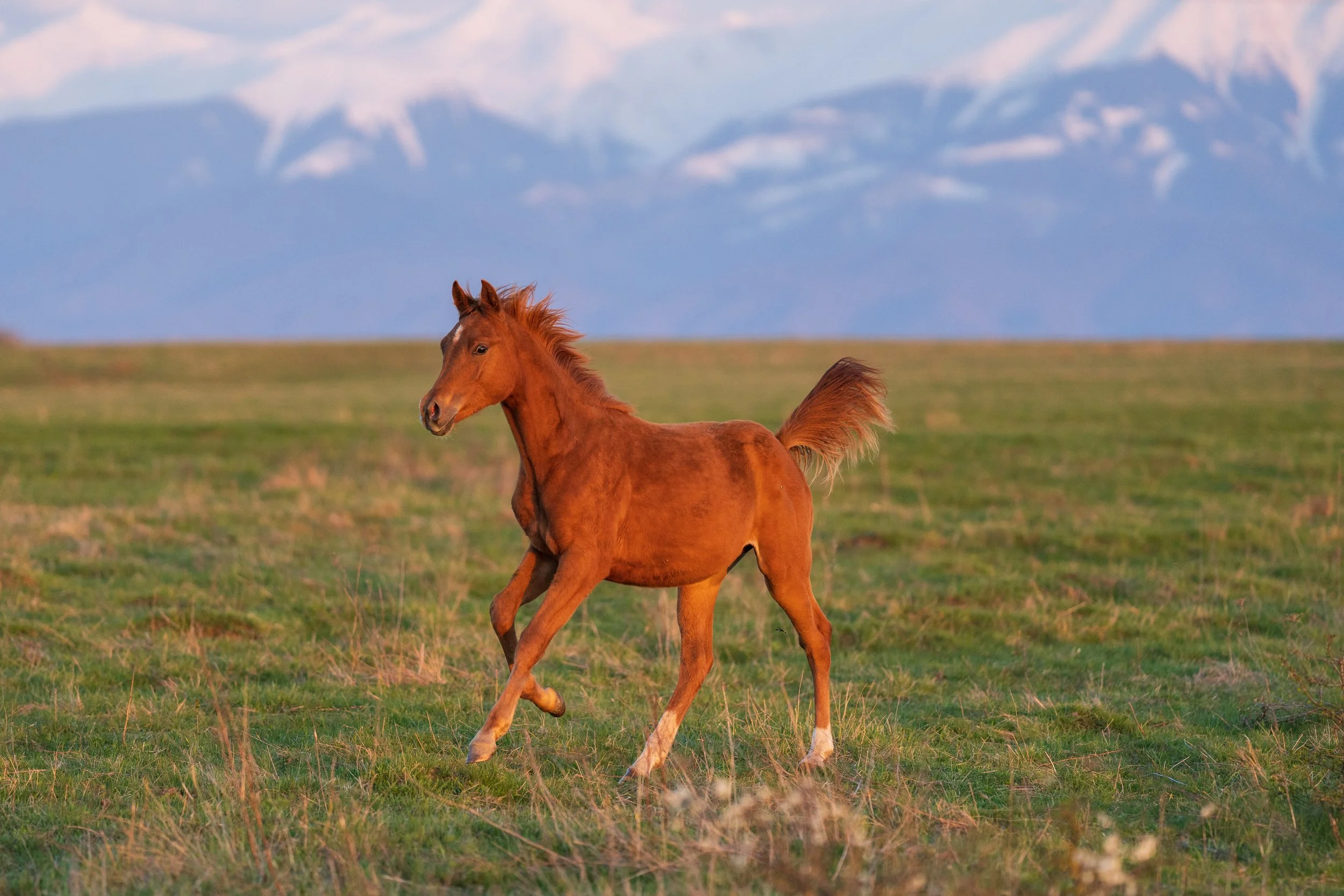  © Alexandru Prepeliță | Alle Rechte vorbehalten. 