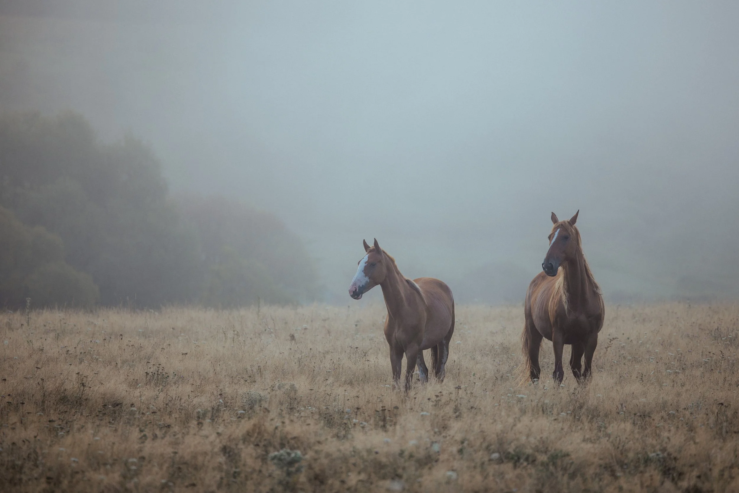  © Alexandru Prepeliță | Alle Rechte vorbehalten. 