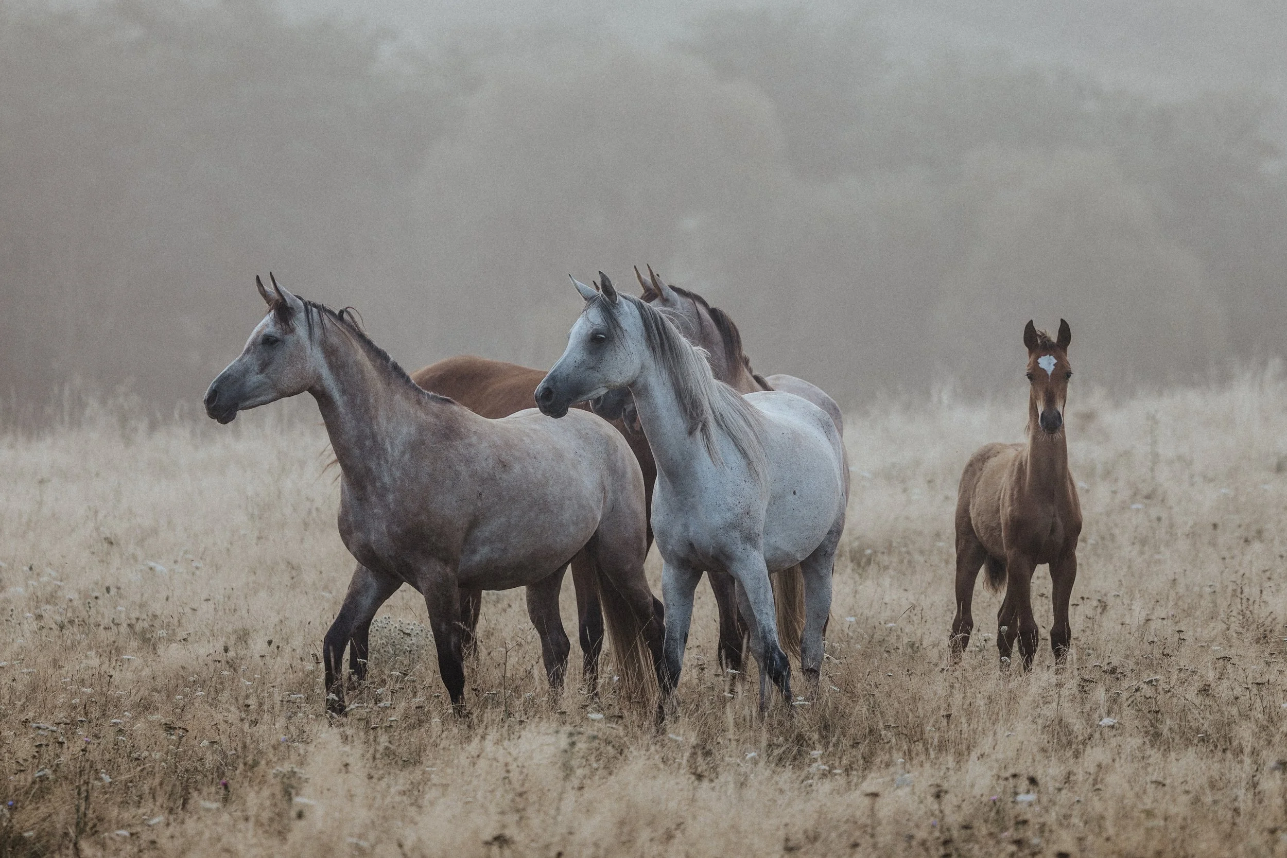  © Alexandru Prepeliță | Alle Rechte vorbehalten. 