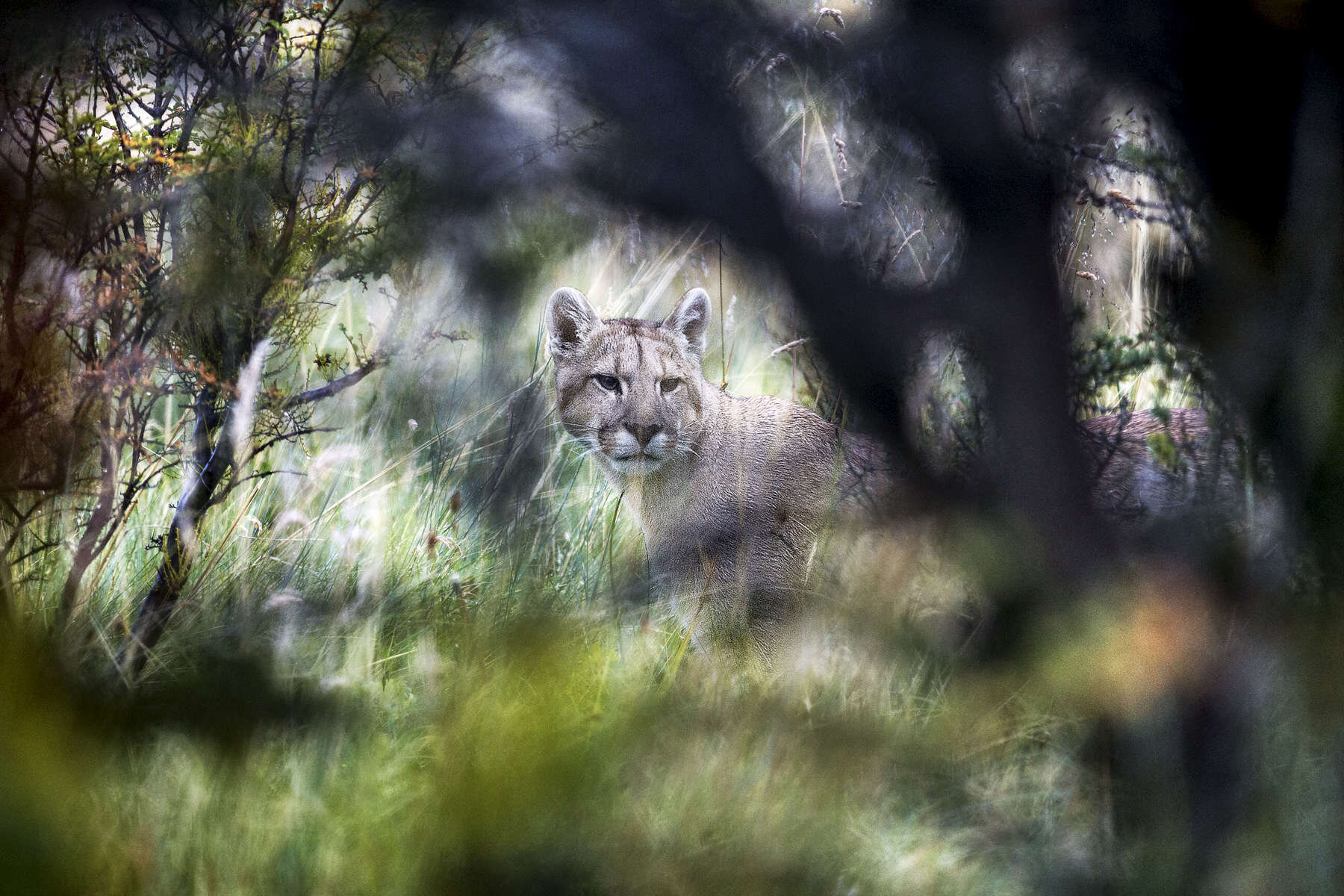 PUMA_0005.jpg