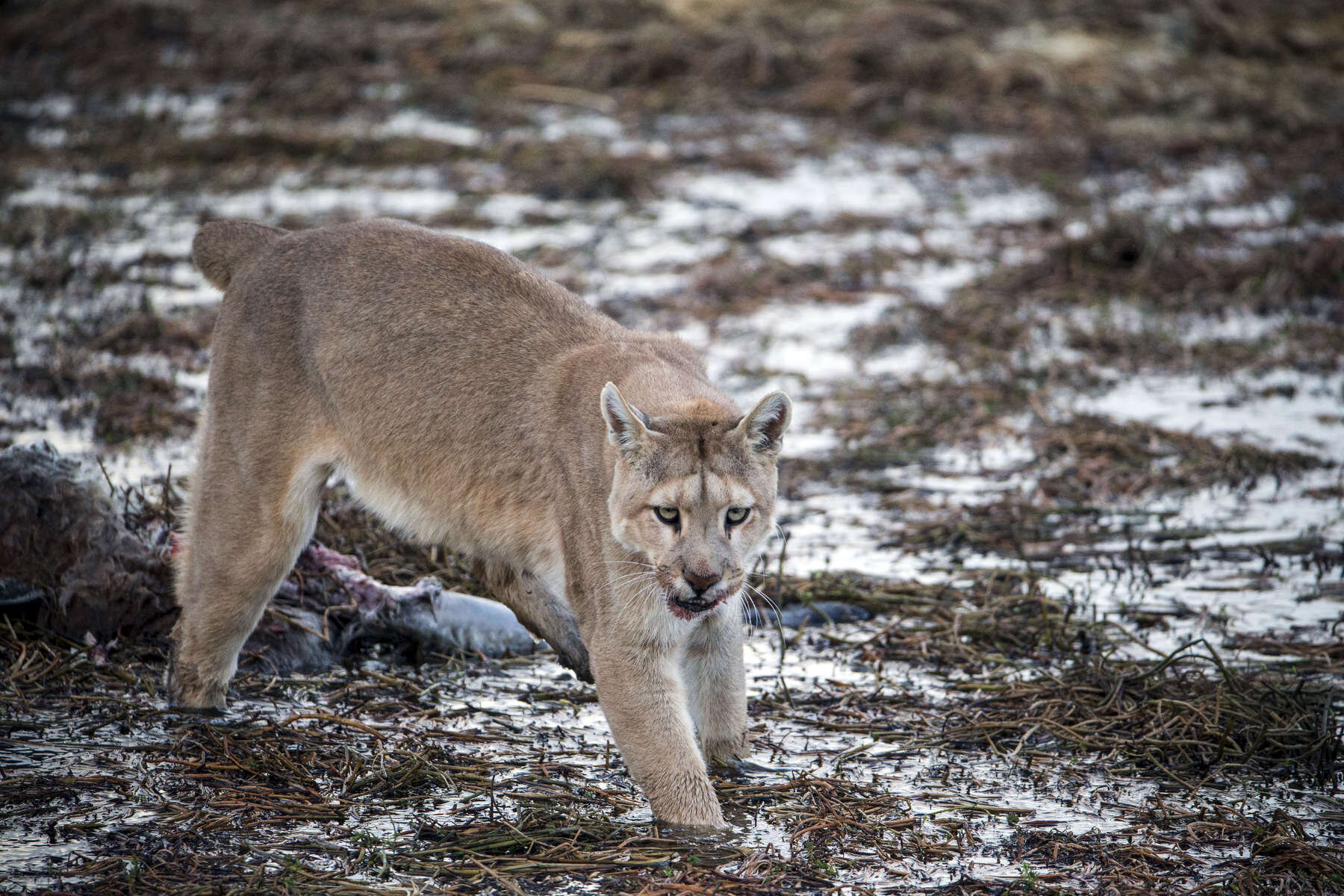 PUMA_0007.jpg