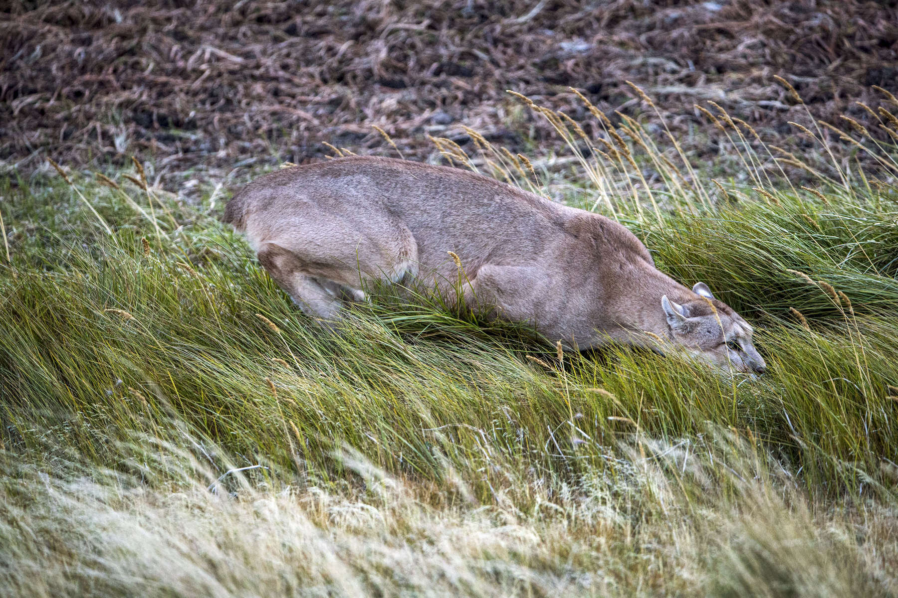 PUMA_0009.jpg