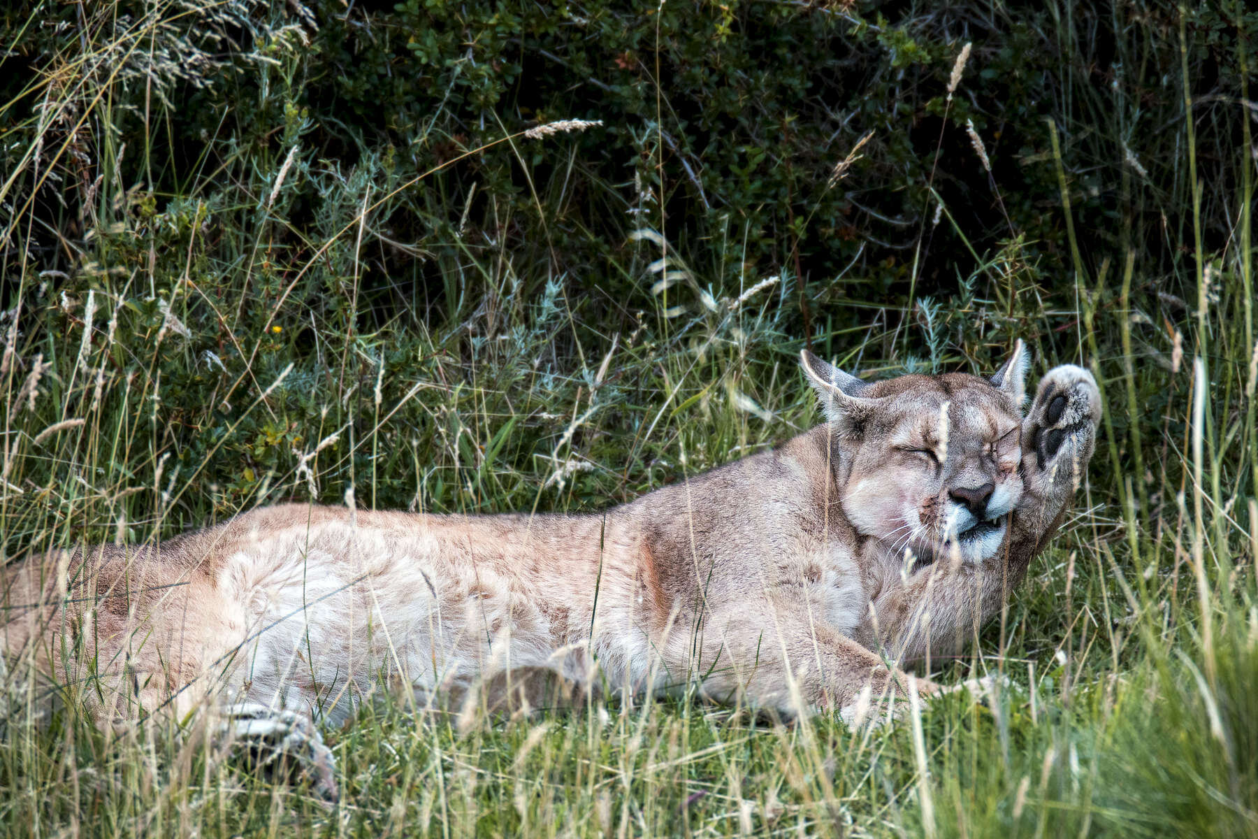 PUMA_0013.jpg