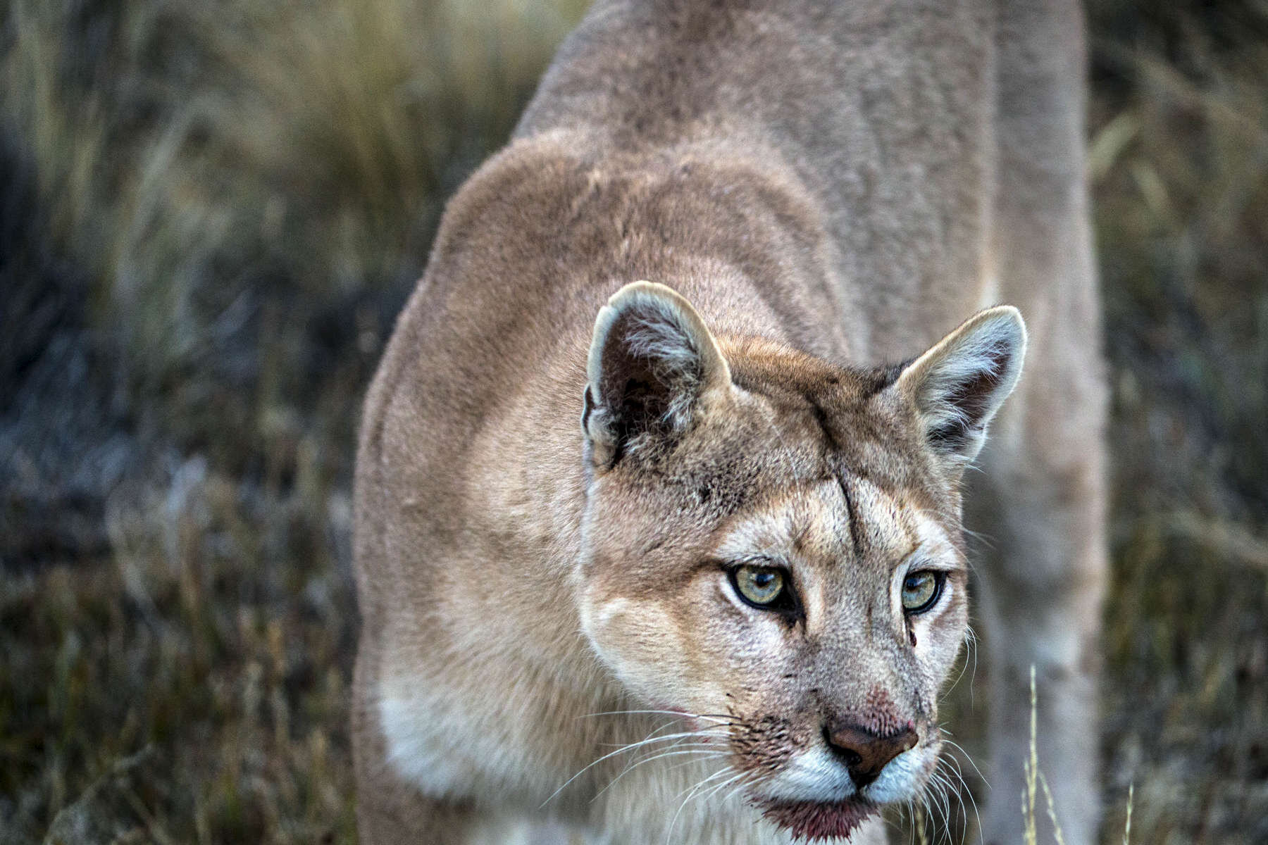 PUMA_0020.jpg