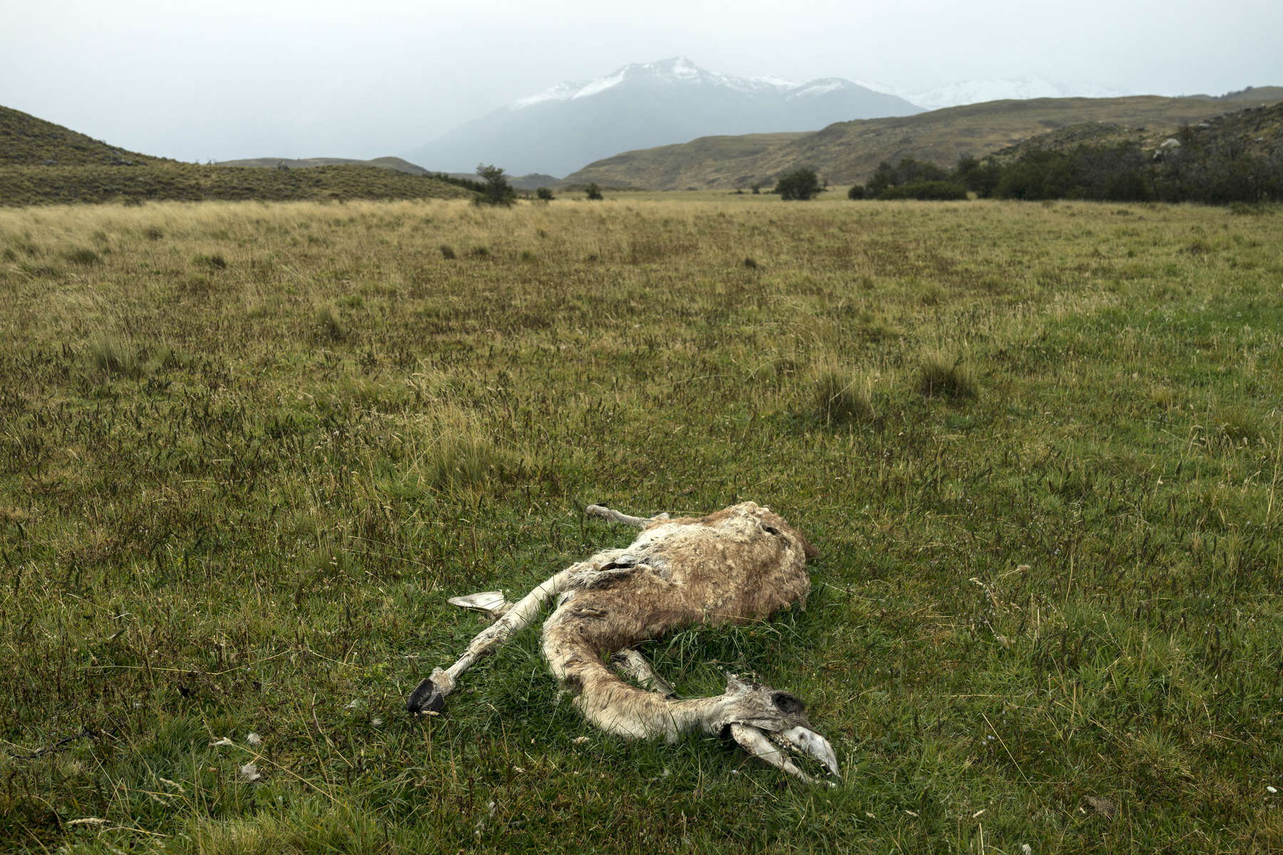 PUMA_0022.jpg