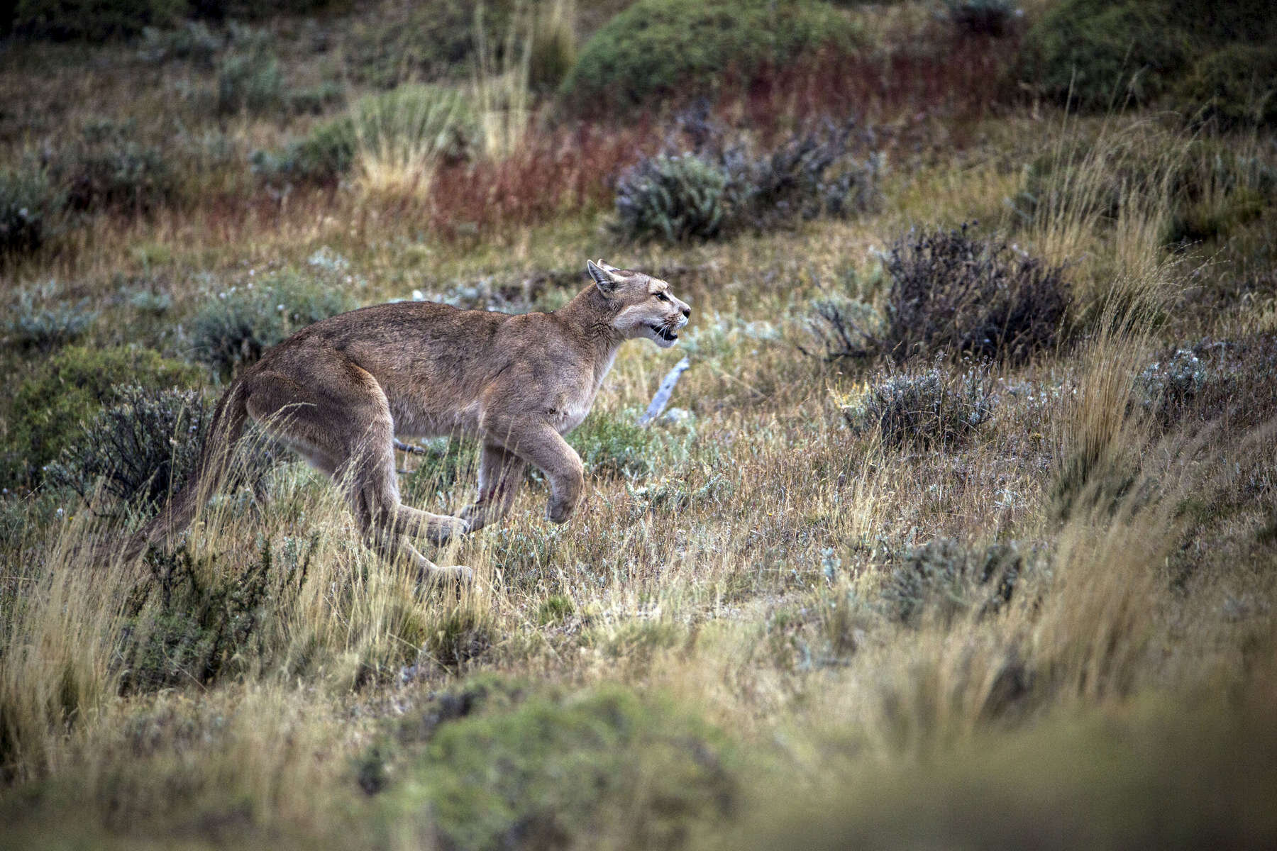 PUMA_0033.jpg