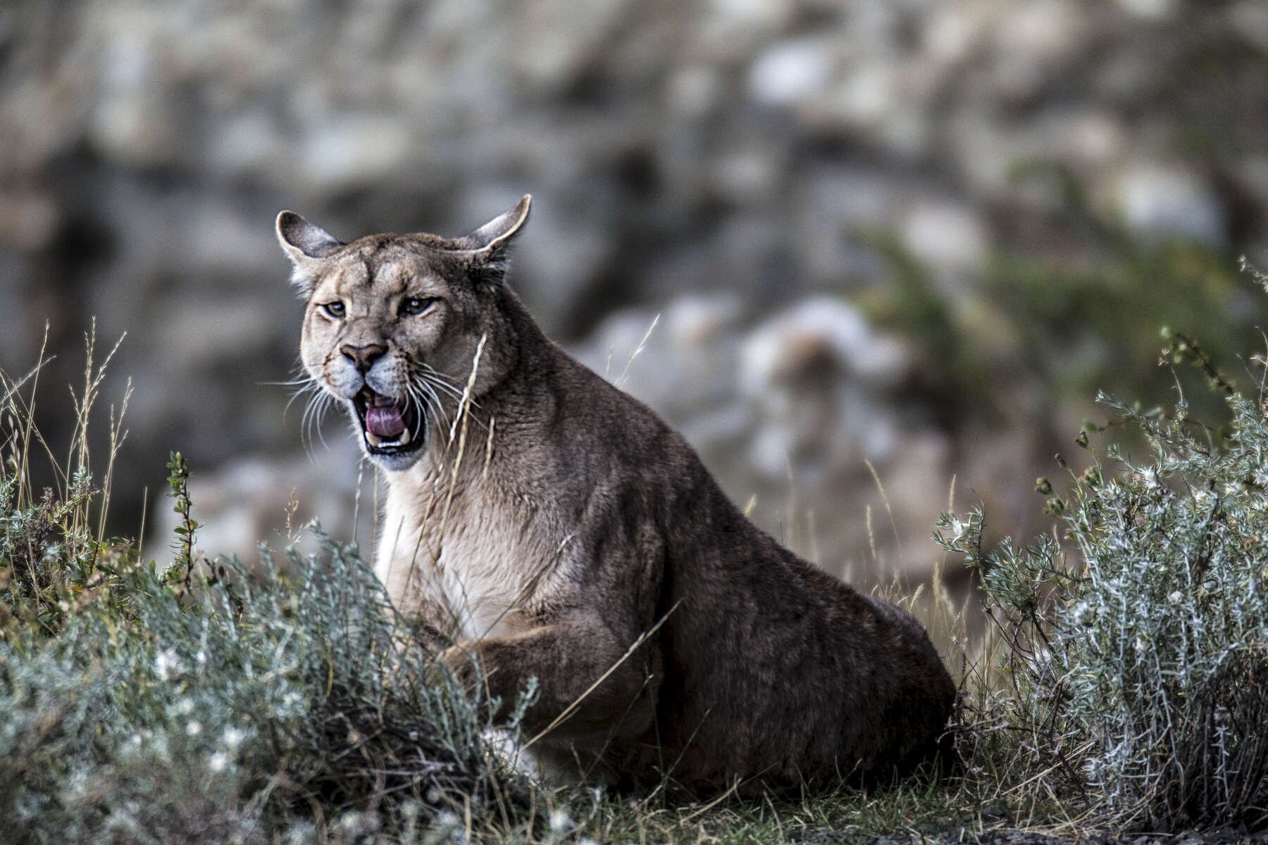 PUMA_0008.jpg