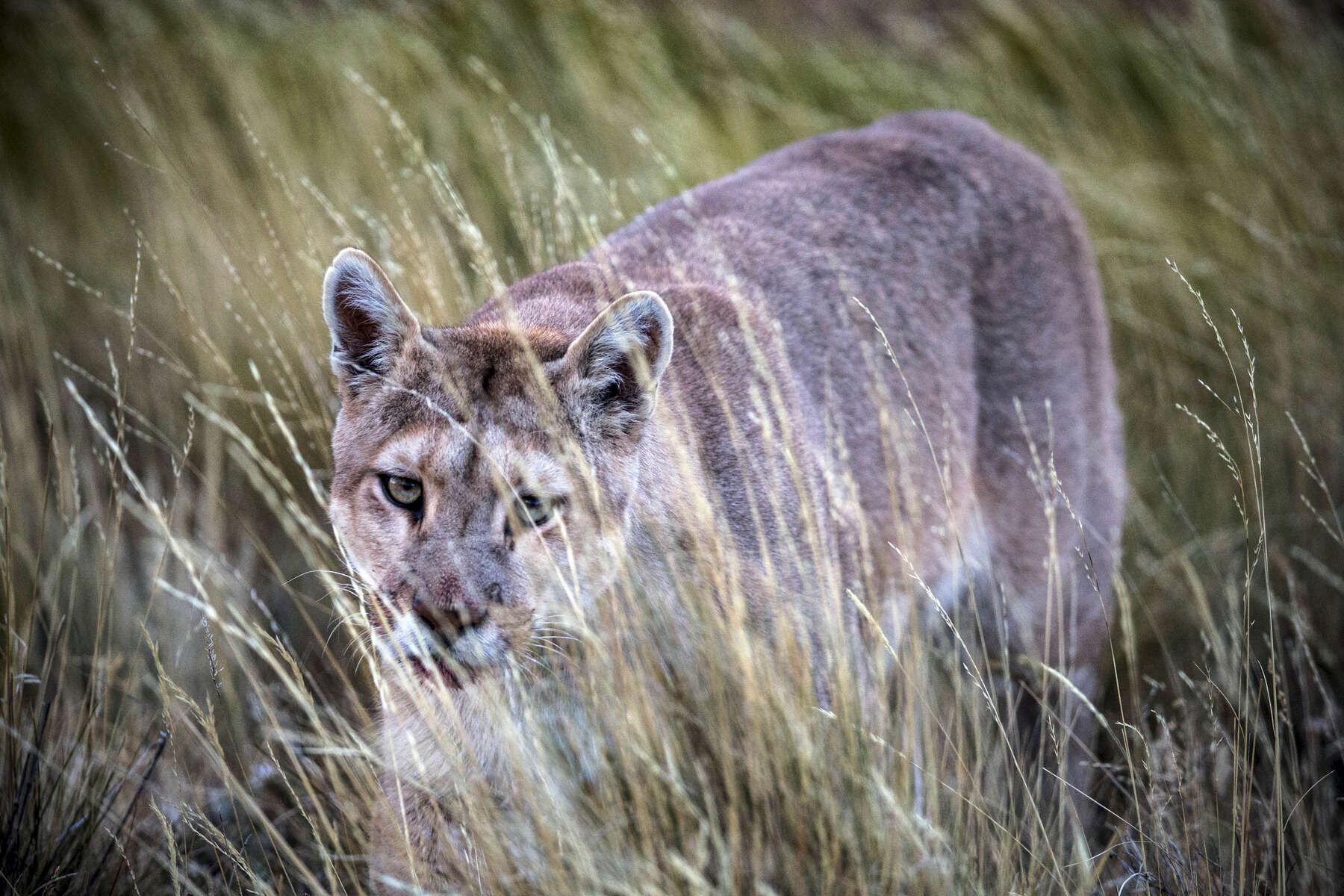 PUMA_0012.jpg
