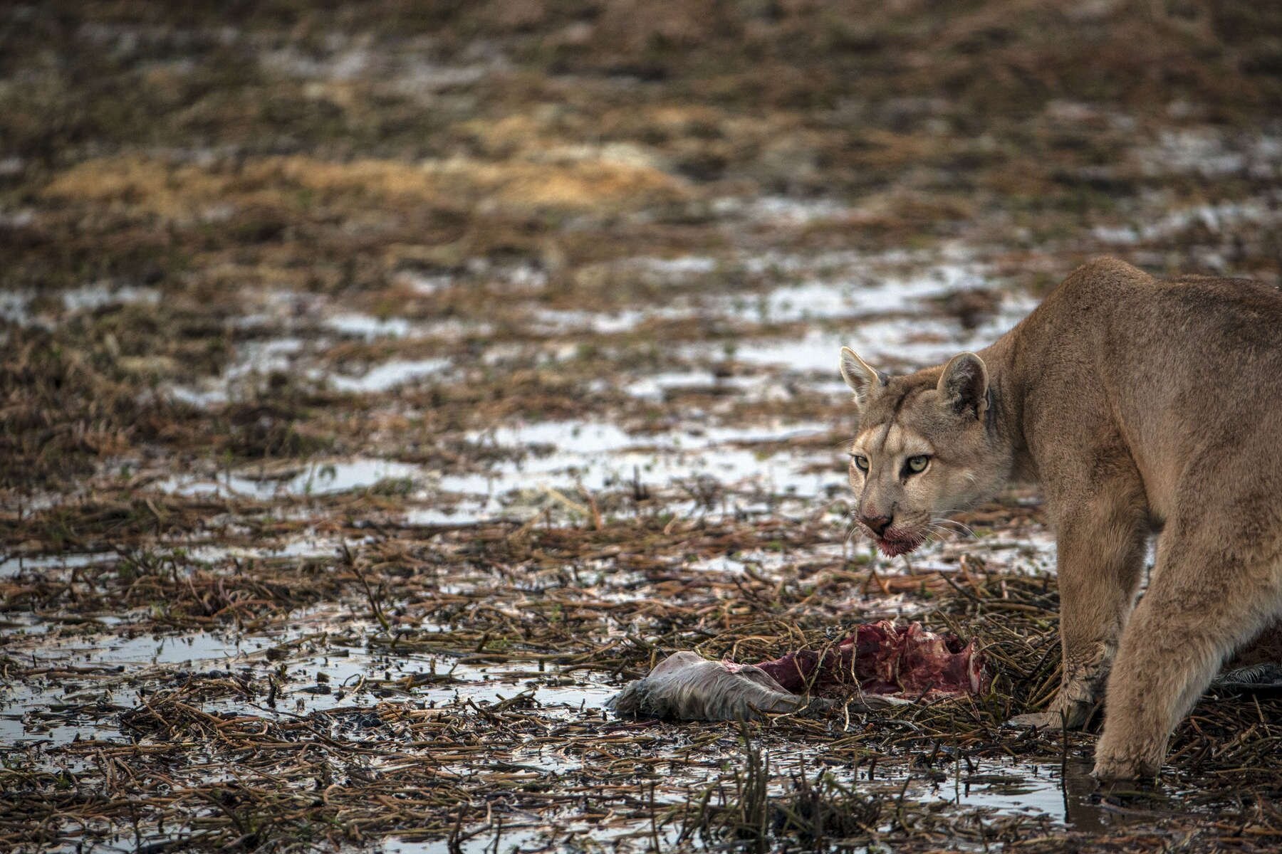 PUMA_0019.jpg