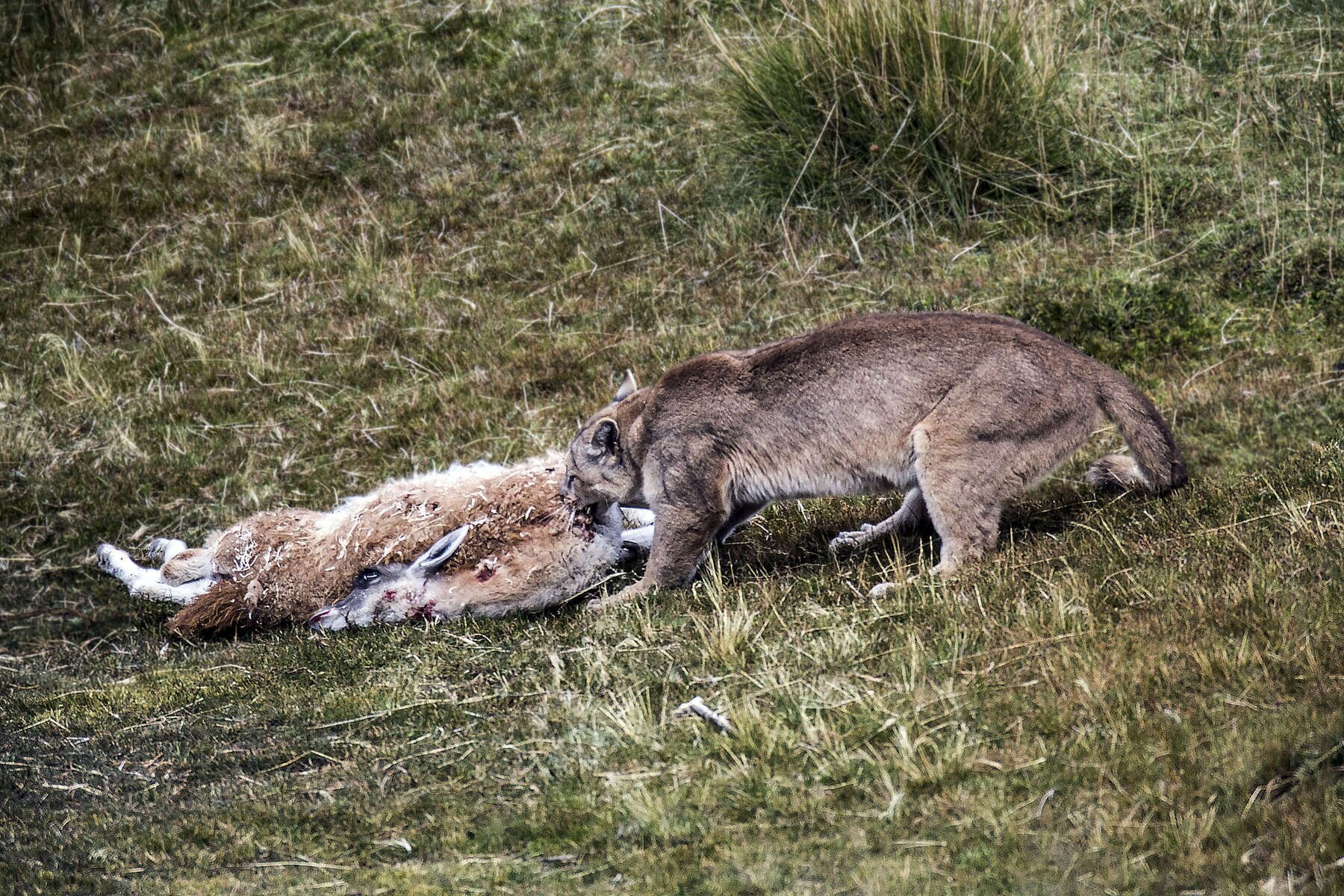 PUMA_0032.jpg