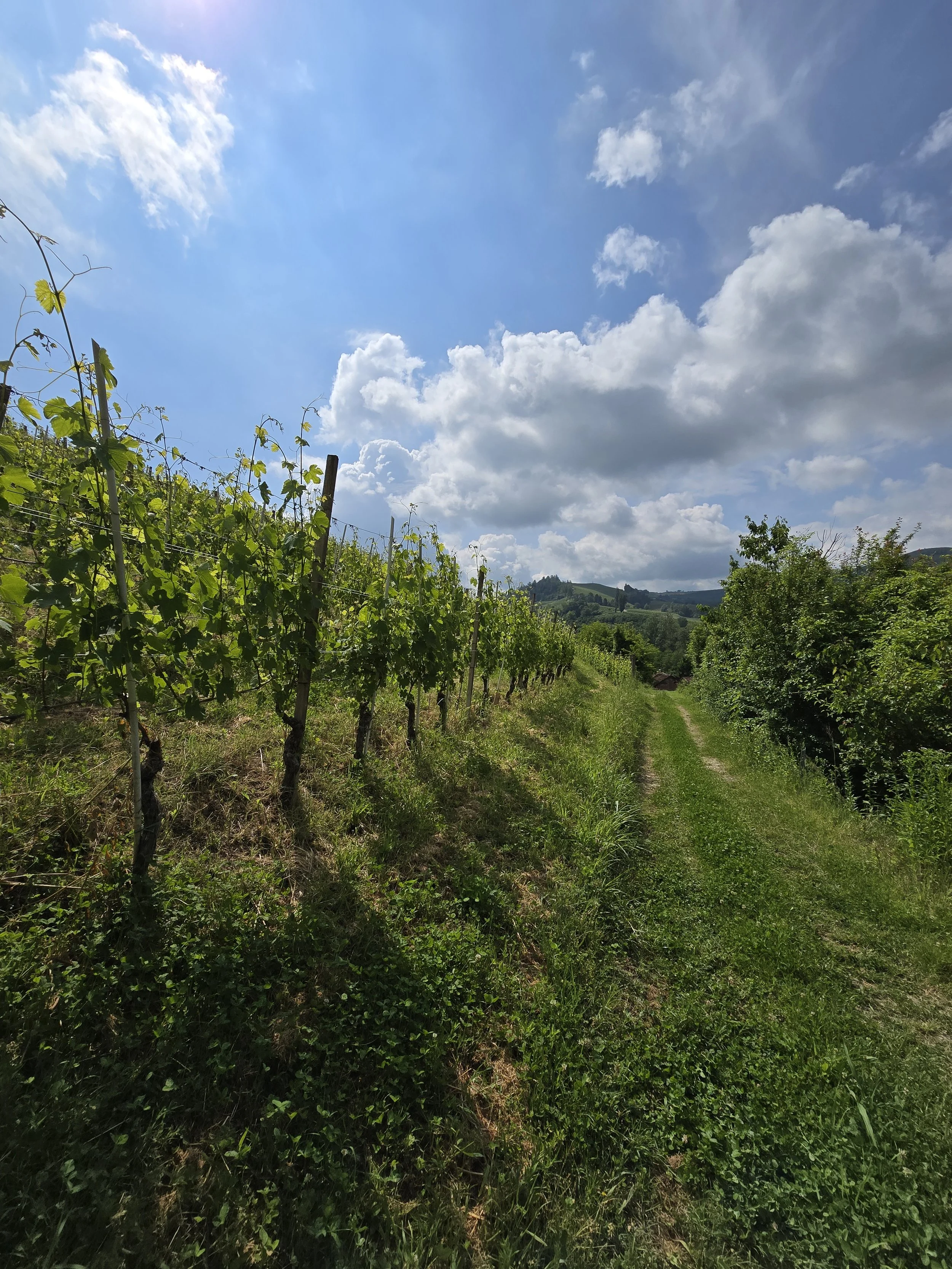 Charlotte — Bond Street Wines