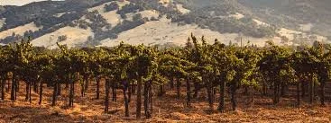 Lioco Wine Tasting