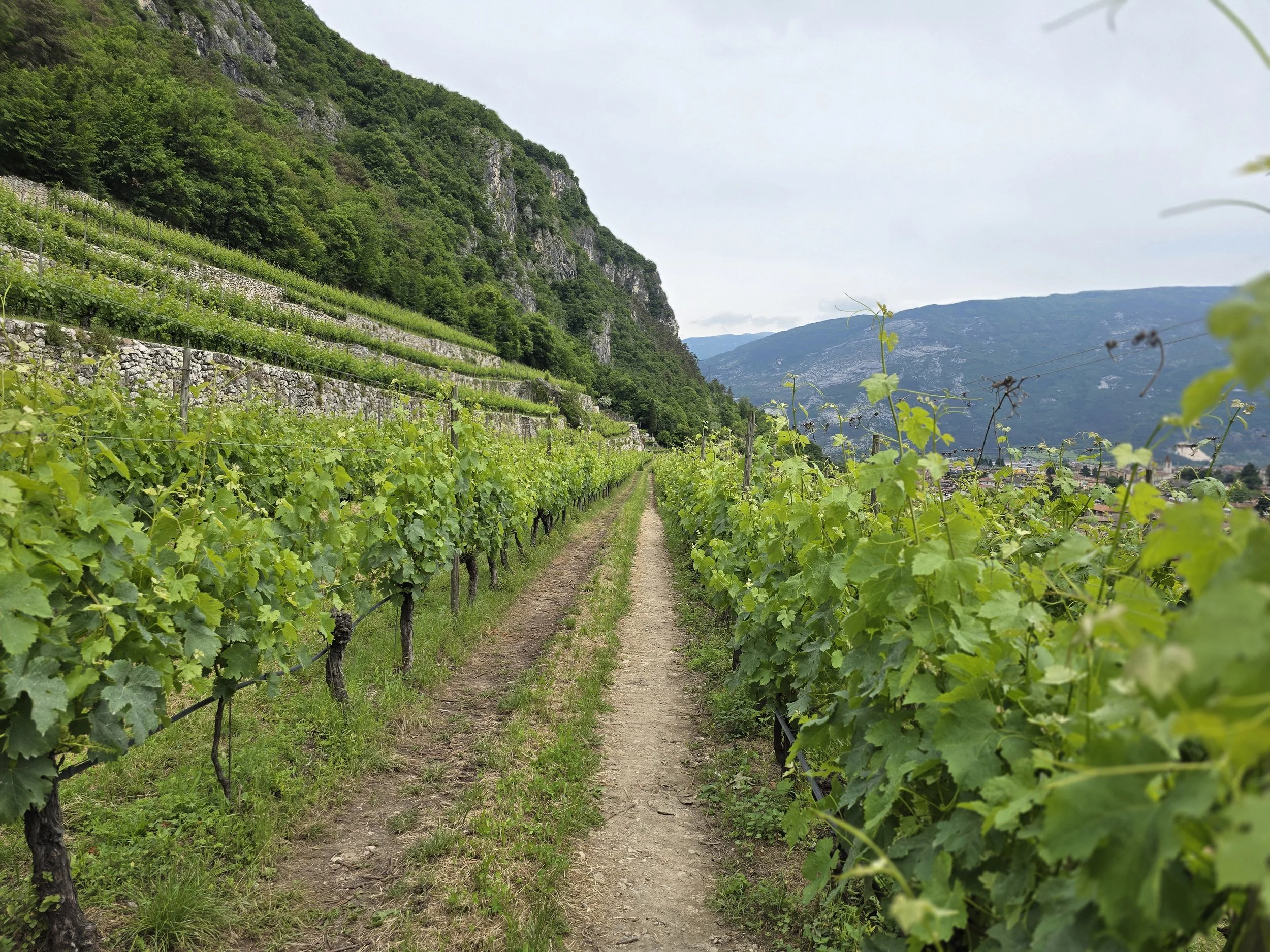 Weekend Wine Tasting  Grigoli Bruno 
