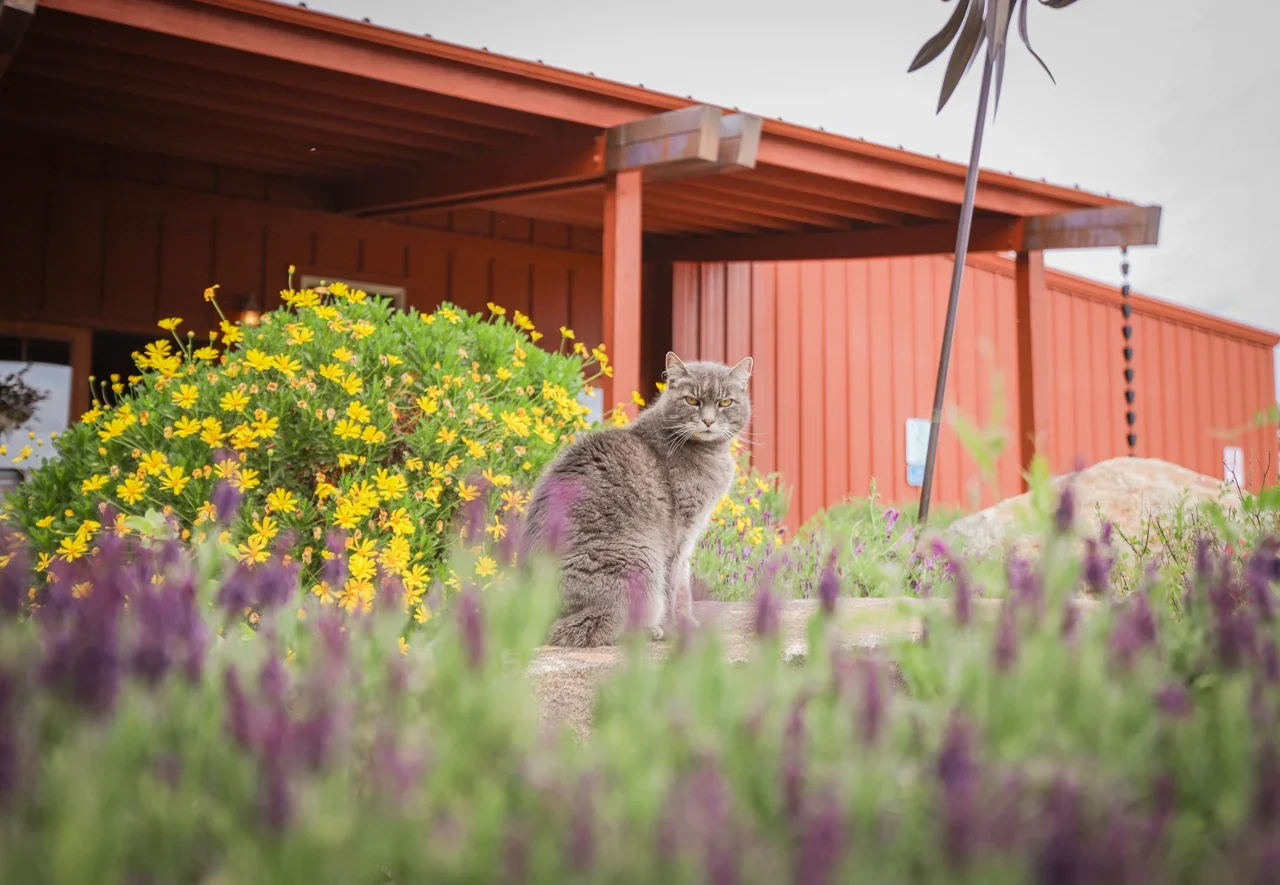 Winery Profile Tasting: Terre Rouge And Easton Wines  