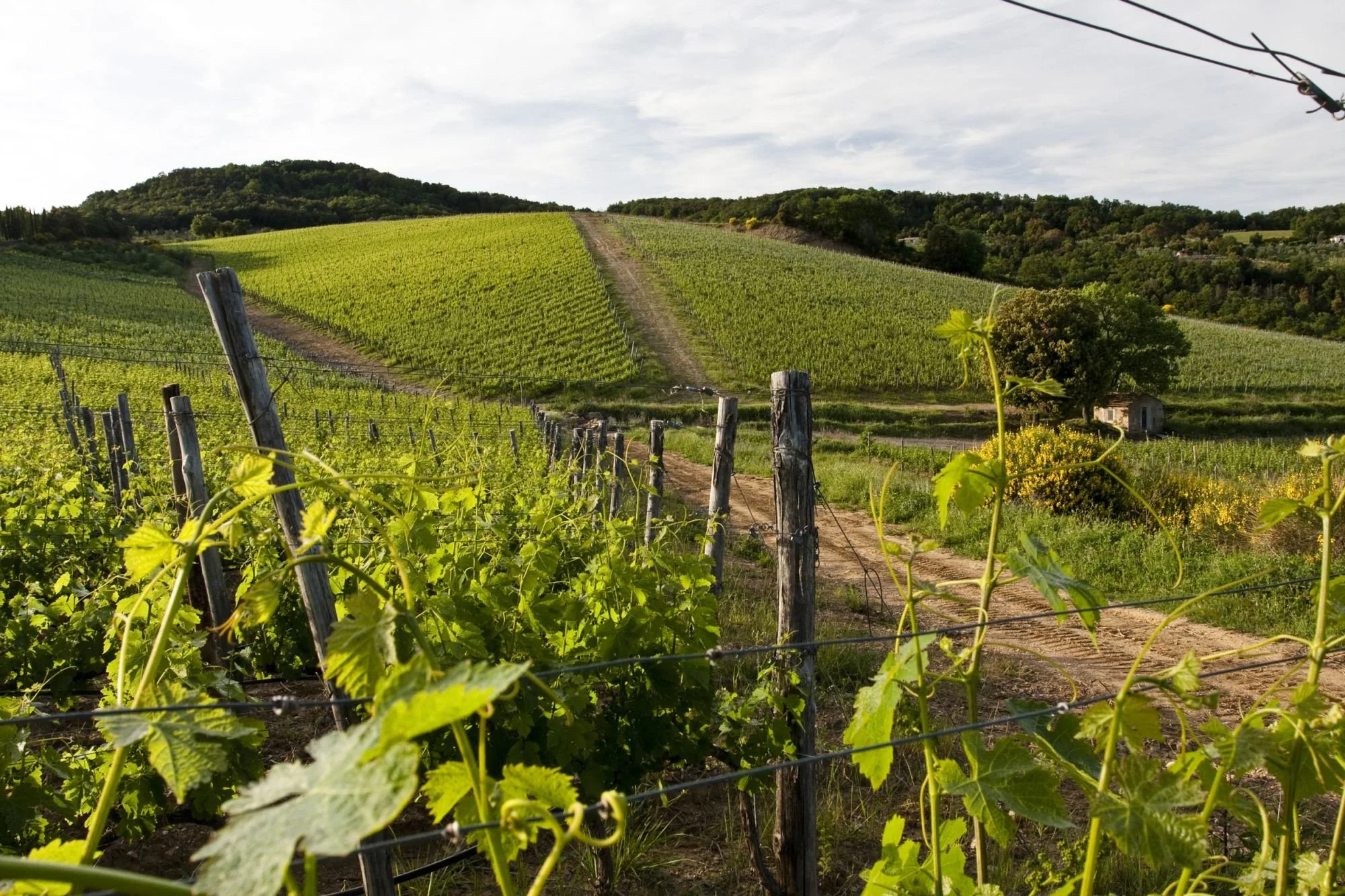 Weekend Wine Tasting : Ampelia 