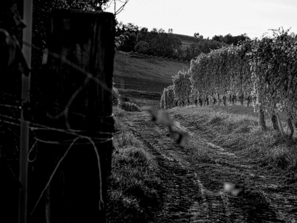 Winemaker Tasting: Scarzello 