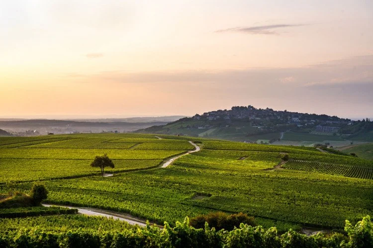 Sancerre Tasting Featuring Domaine Des Chasseignes 