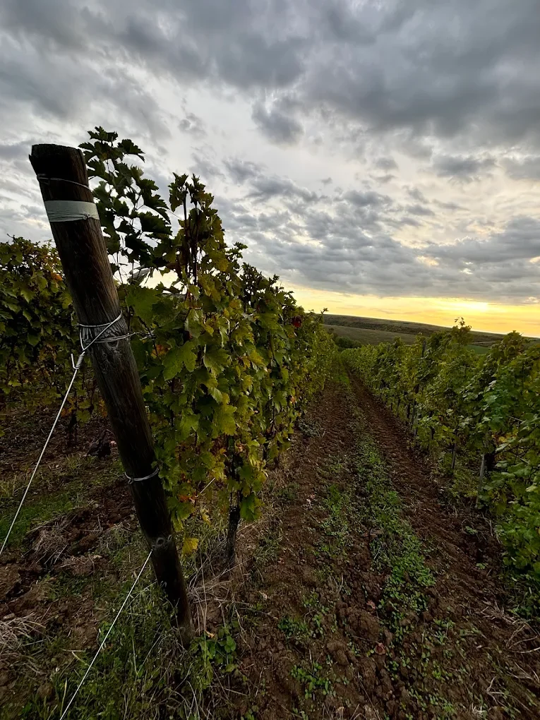 Winery Tasting: Petro Veselo with Ariana Negru