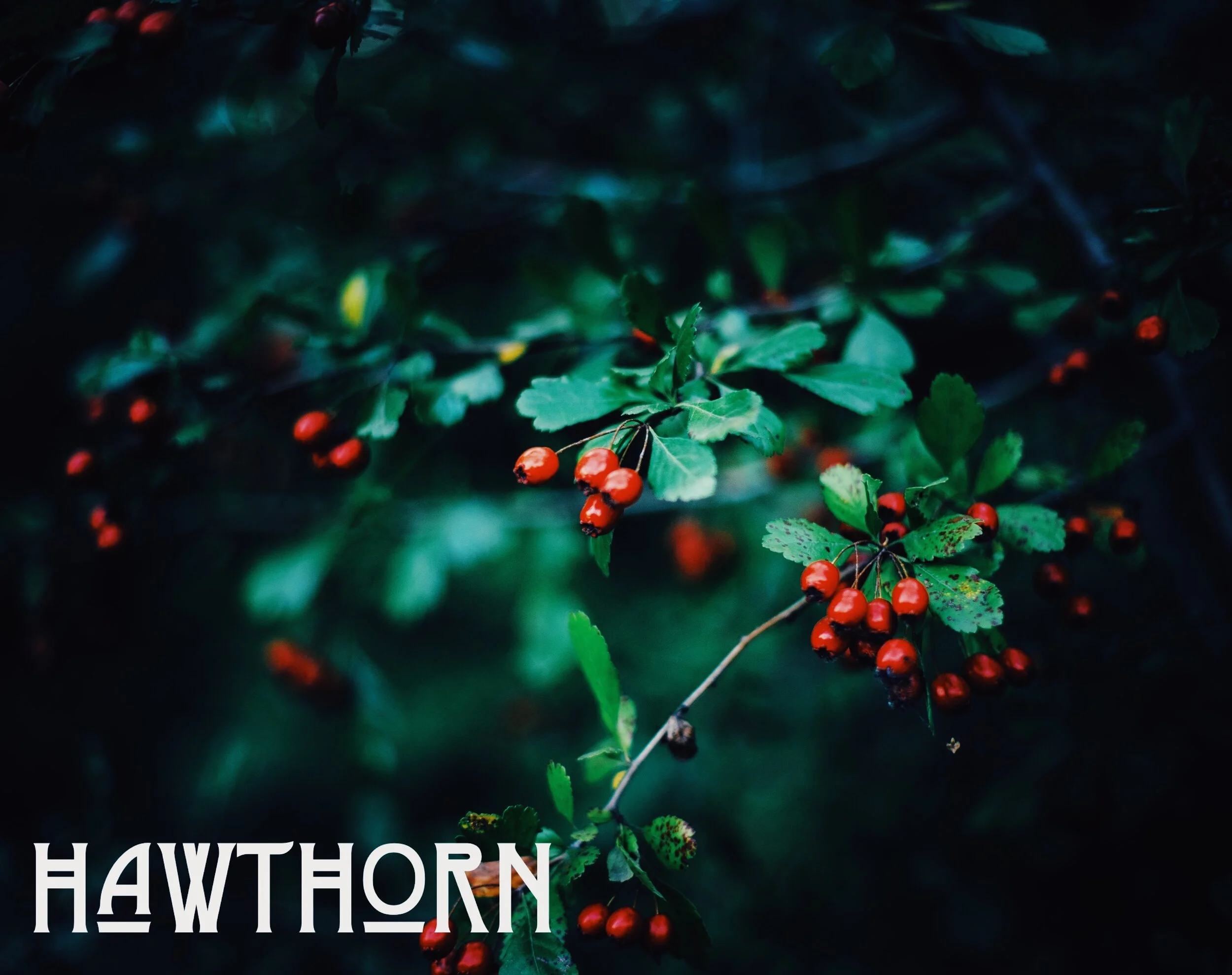 Essential Herbs, Resins, and Botanicals for the Witch's Apothecary (part two - Hawthorn)