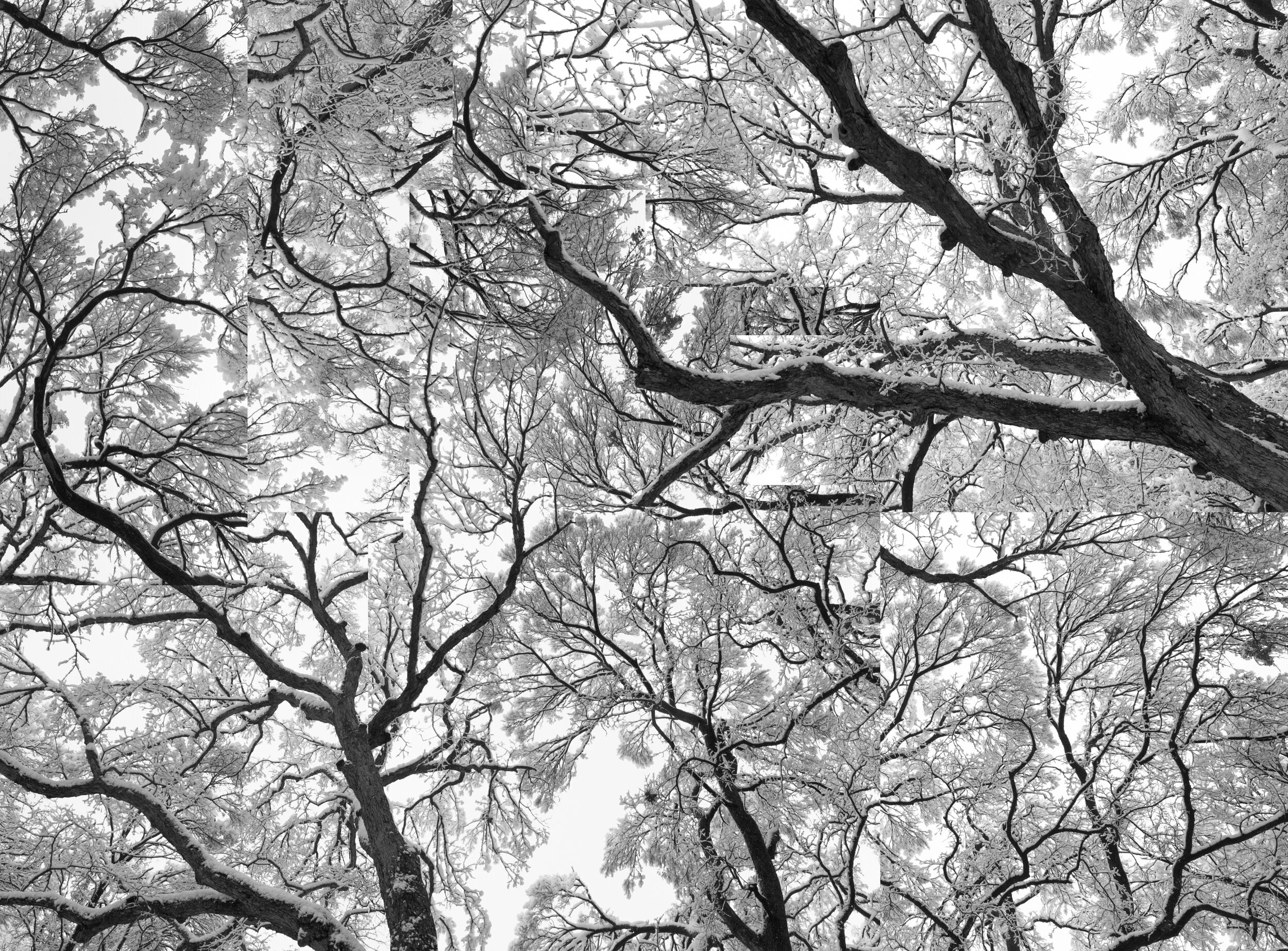 Tree Abstraction, Texas, 2010