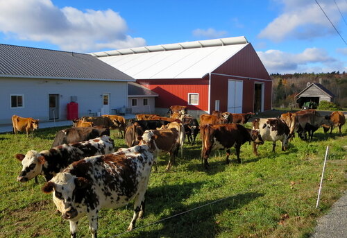 A custom 80’x 132’ fabric roof metal frame dairy barn in Hawley, Massachusetts.