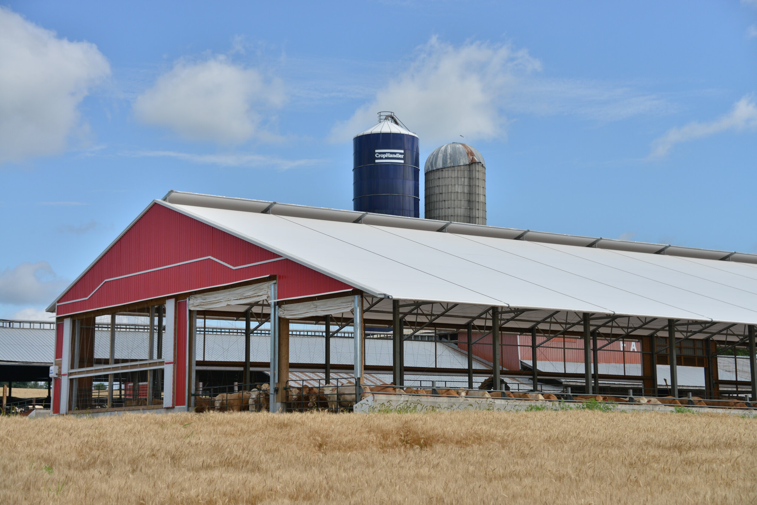 A custom 85’ x 258’ fabric roof metal beef barn in Stirling, Ontario.