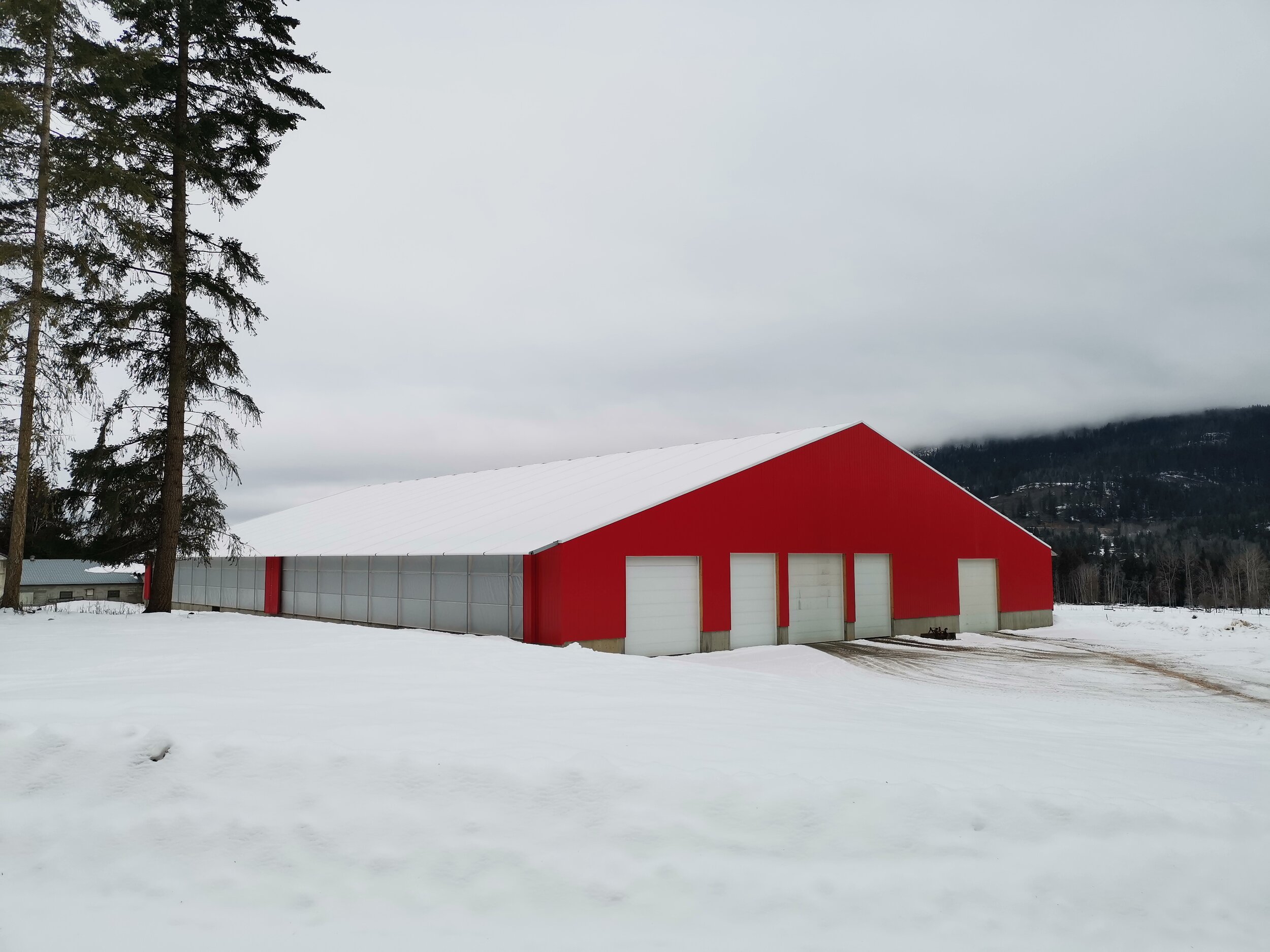 A custom 104’x 218’ fabric roof metal dairy barn in Enderby, British Columbia.