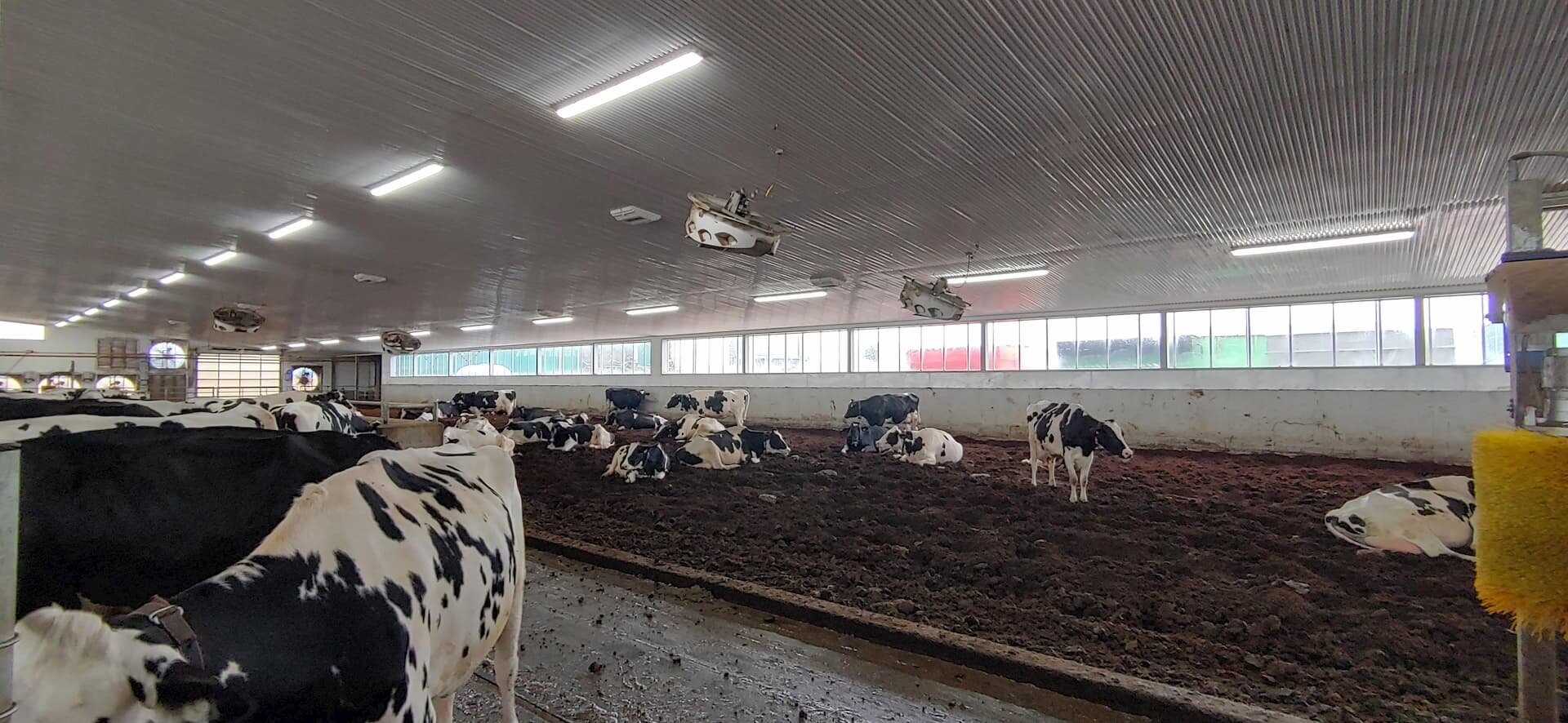 A custom 134’x 368’ steel roof insulated dairy barn in Millbank, Ontario.