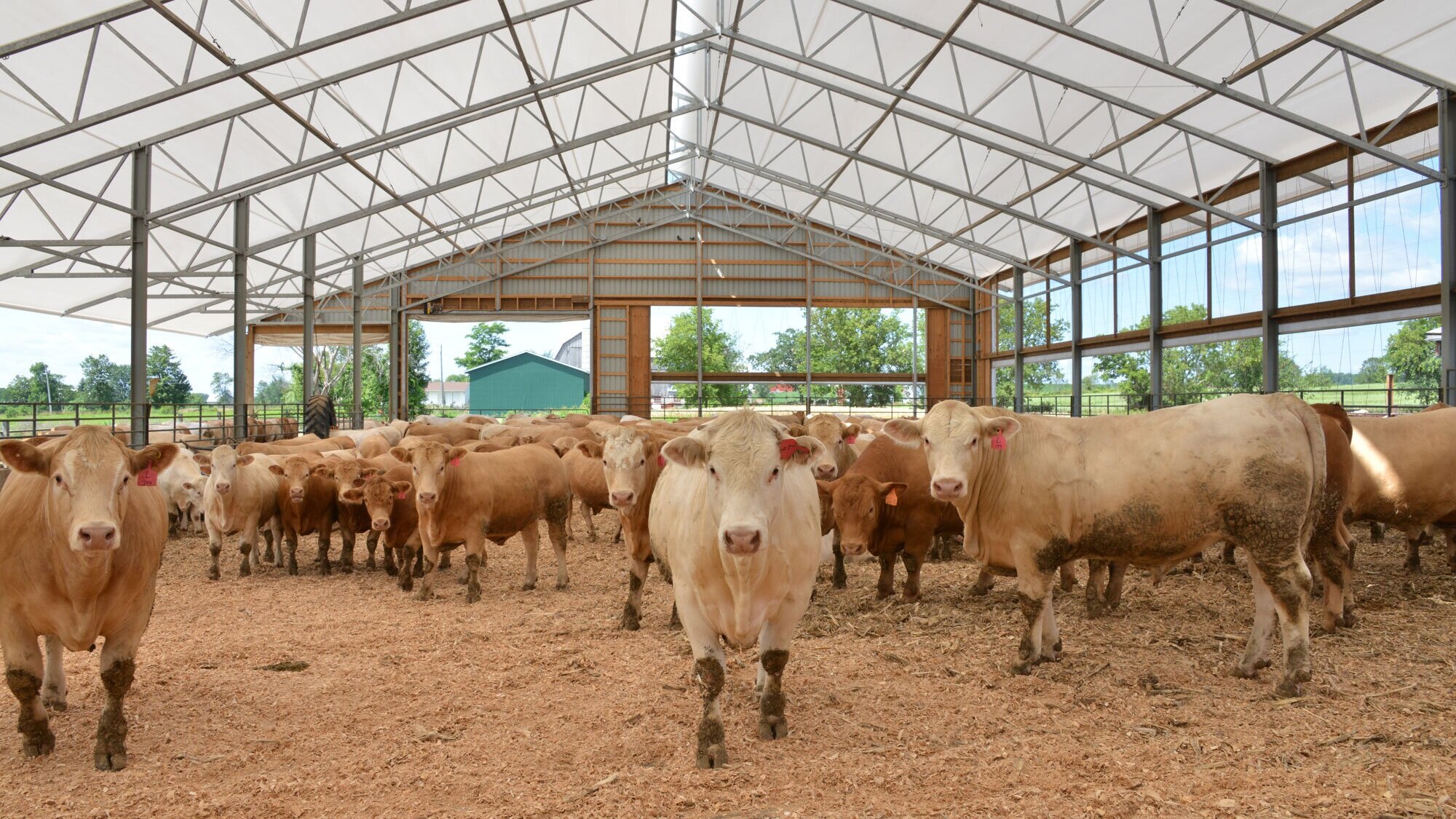 THE BENEFITS OF HOUSING LIVESTOCK IN A FABRIC ROOF BARN — WeCover Structures