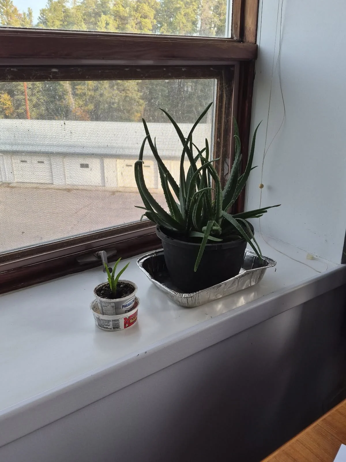 Aloe Vera plants