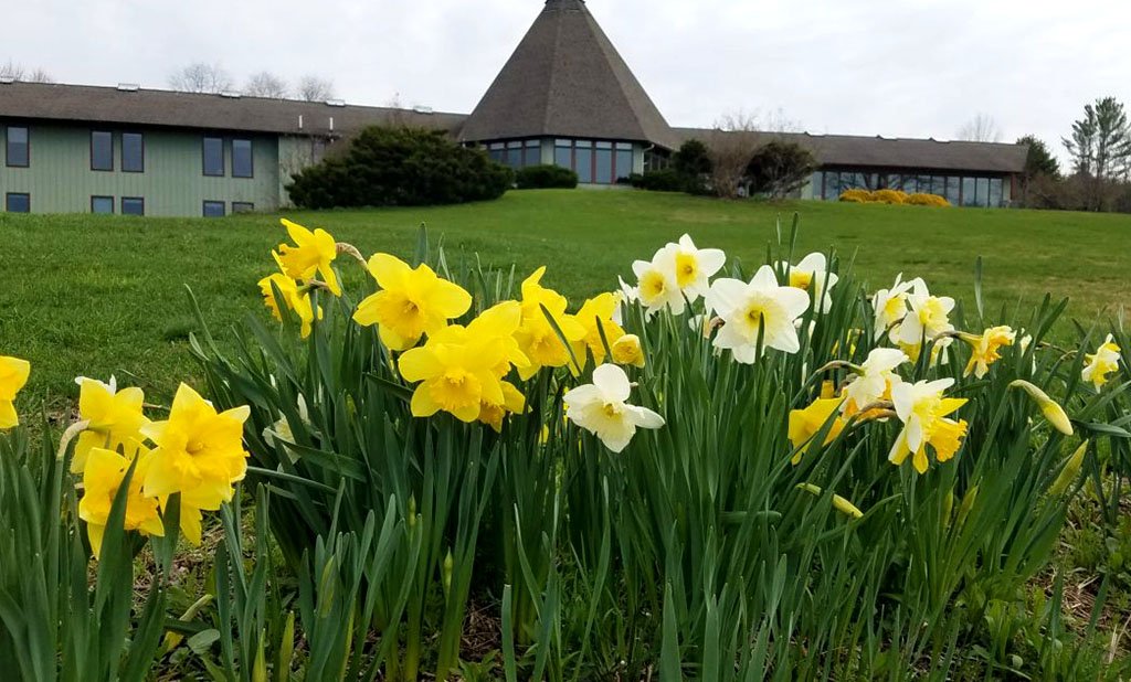 Light on the Hill Daffodils.jpg