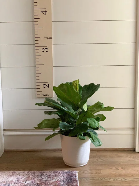 5 Tips for Growing Your Fiddle Leaf Fig + a GIVEAWAY!