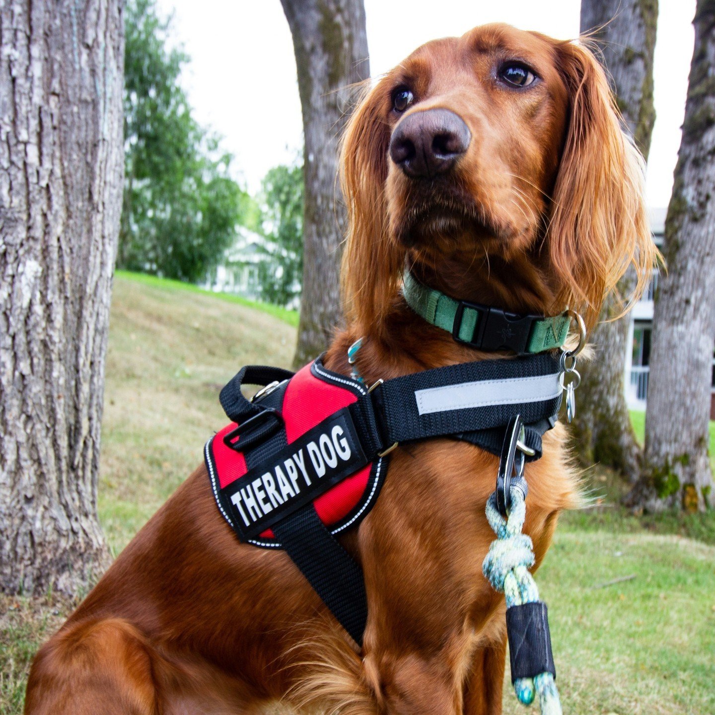 Happy #NationalKidsAndPetsDay! Do you know the difference between Service Dogs, Emotional Support Dogs, and Therapy Dogs? Learn more about them (and other types of amazing support animals) in our Qi Blog: QiCreative.com/blog/assistance-dogs 🐶🐕🐈

#