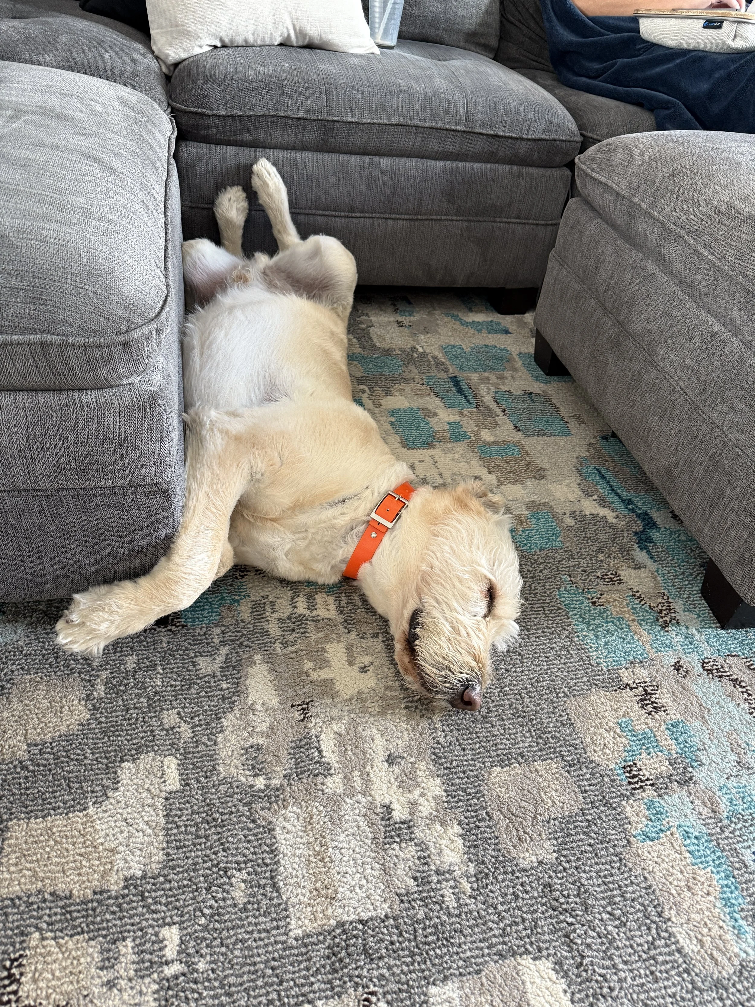 📢 Franchise Success: Be Like Kobe! 🐶💤