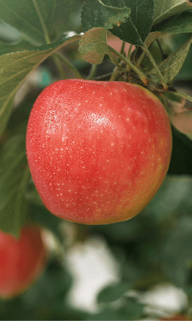 CMI_Orchards-Web-Exports-Apples--04.png