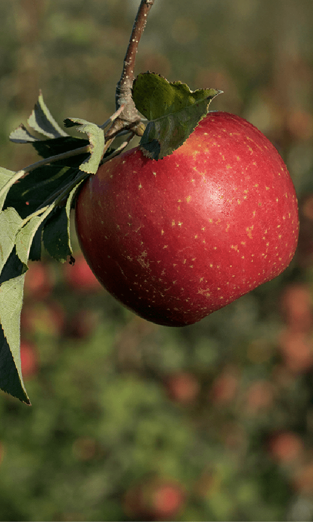 CMI_Orchards-Web-Exports-Apples--06.png