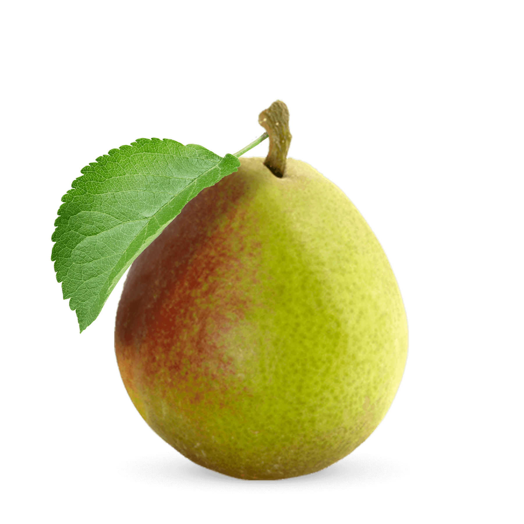 Seckel-Pear.png