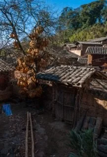 Reserve Maize in tree in winter by house